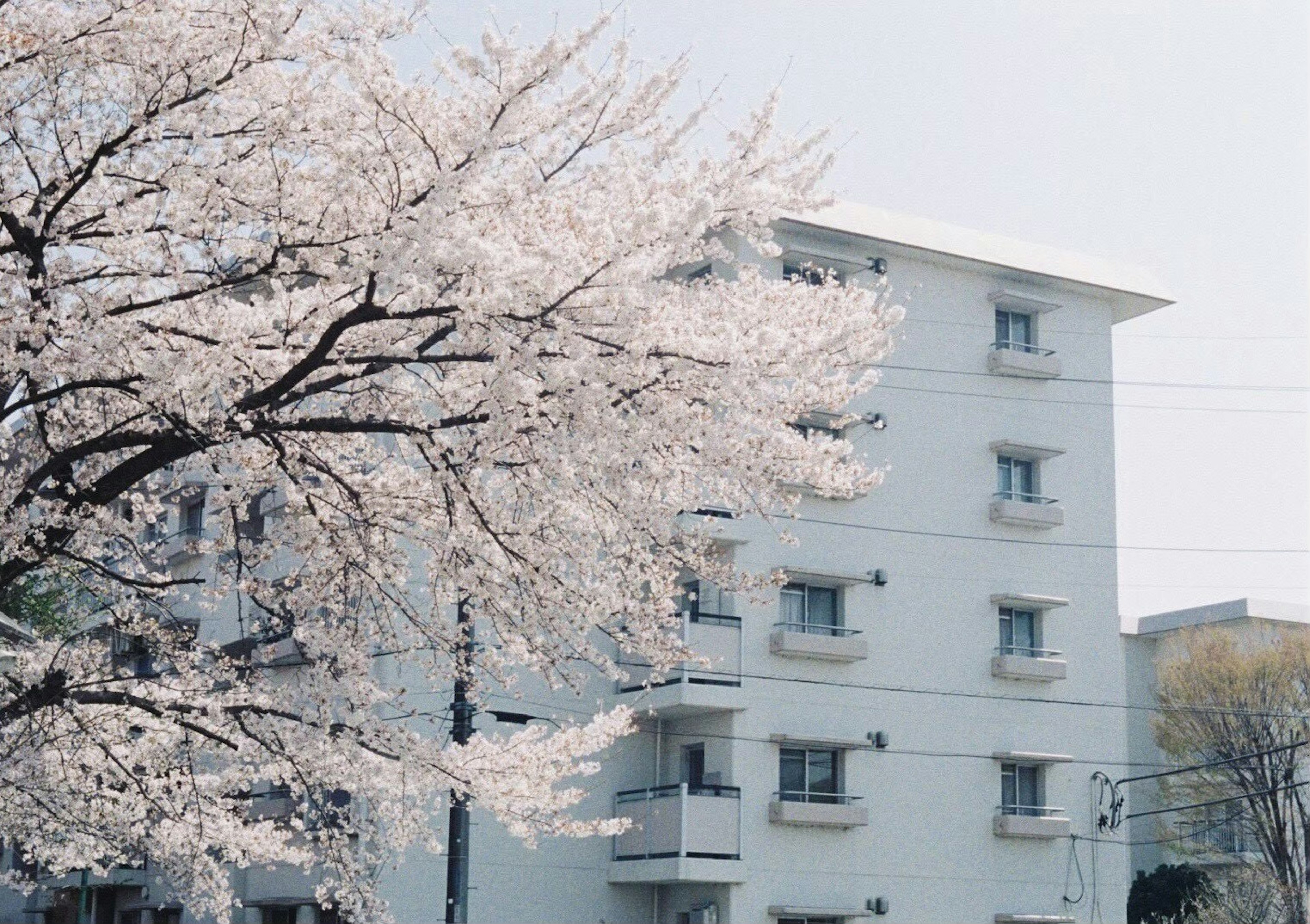 Kirschbaum in Blüte neben einem weißen Gebäude