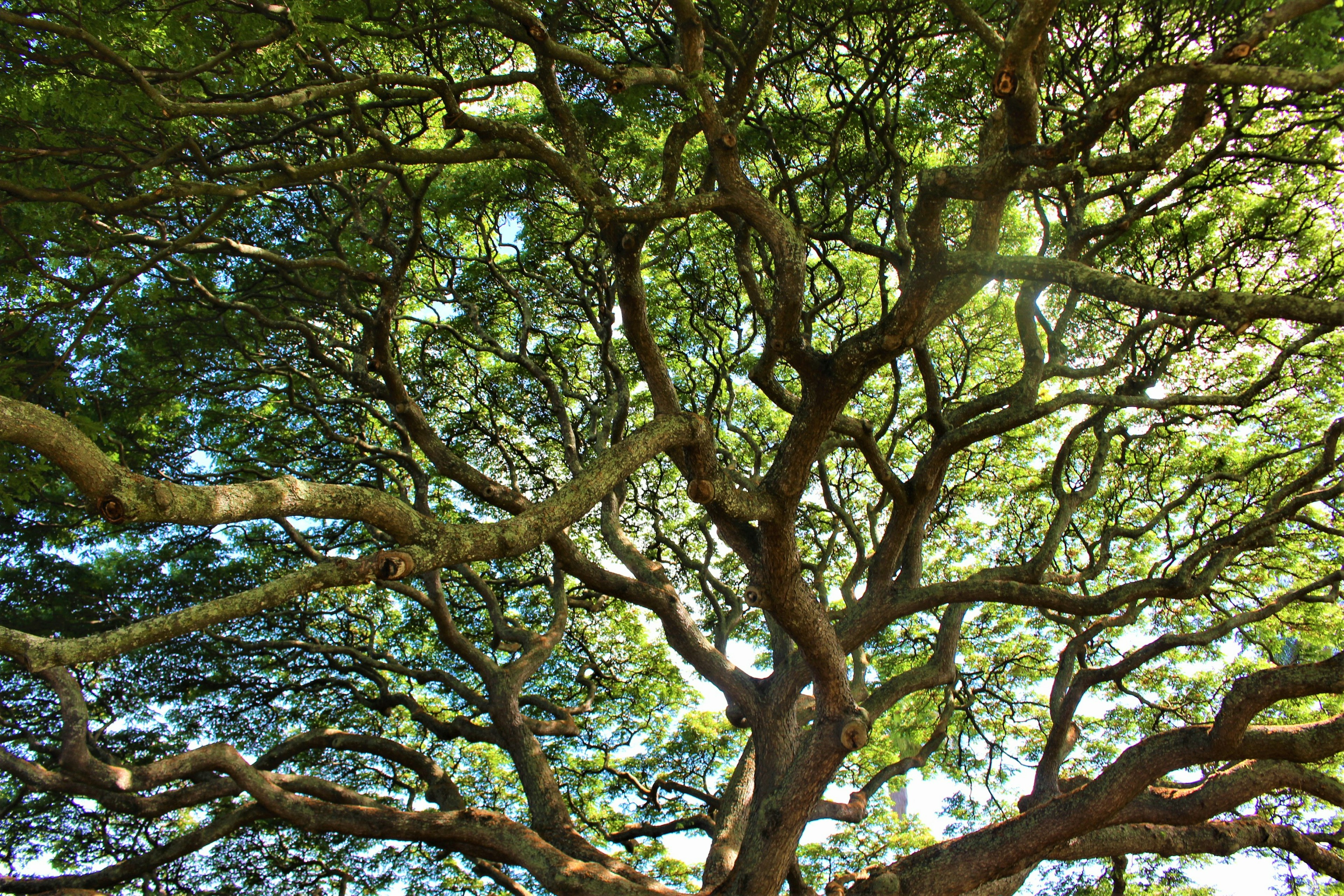 Perspektive von unten unter einem großen Baum mit ausladenden Ästen und grünen Blättern