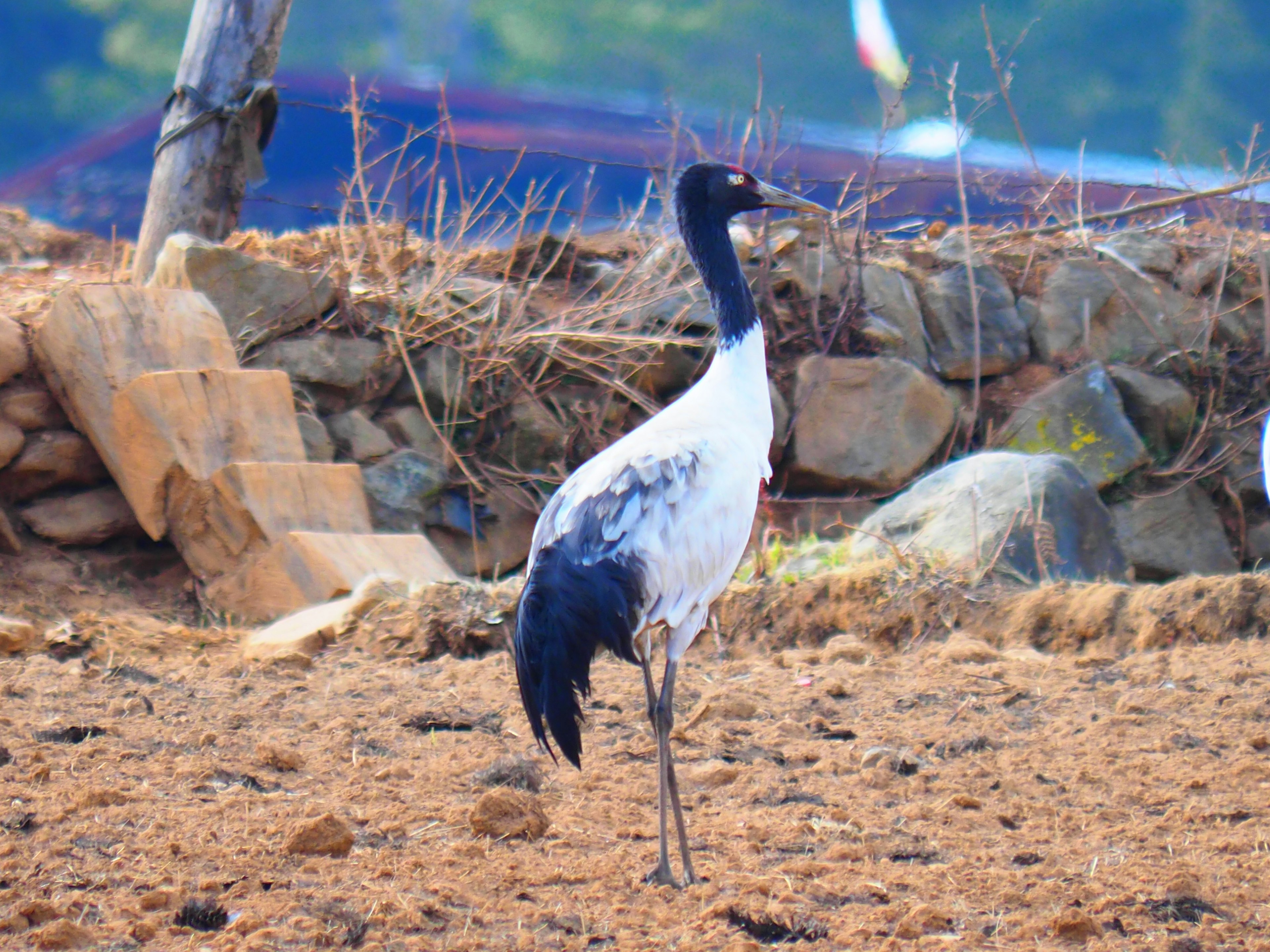 Pájaro con plumas negras y blancas de pie en el suelo