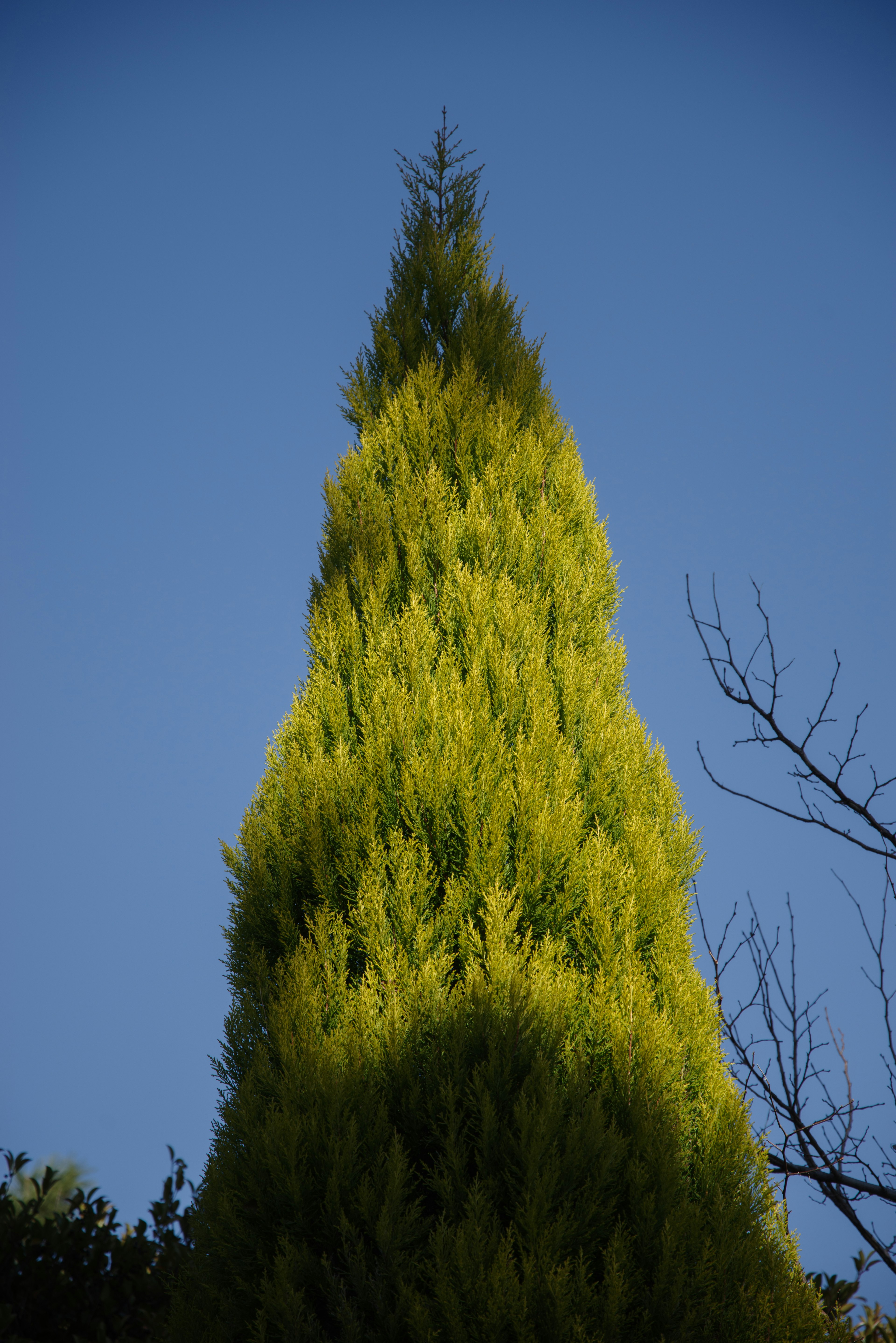 Árbol verde alto que se eleva hacia el cielo azul