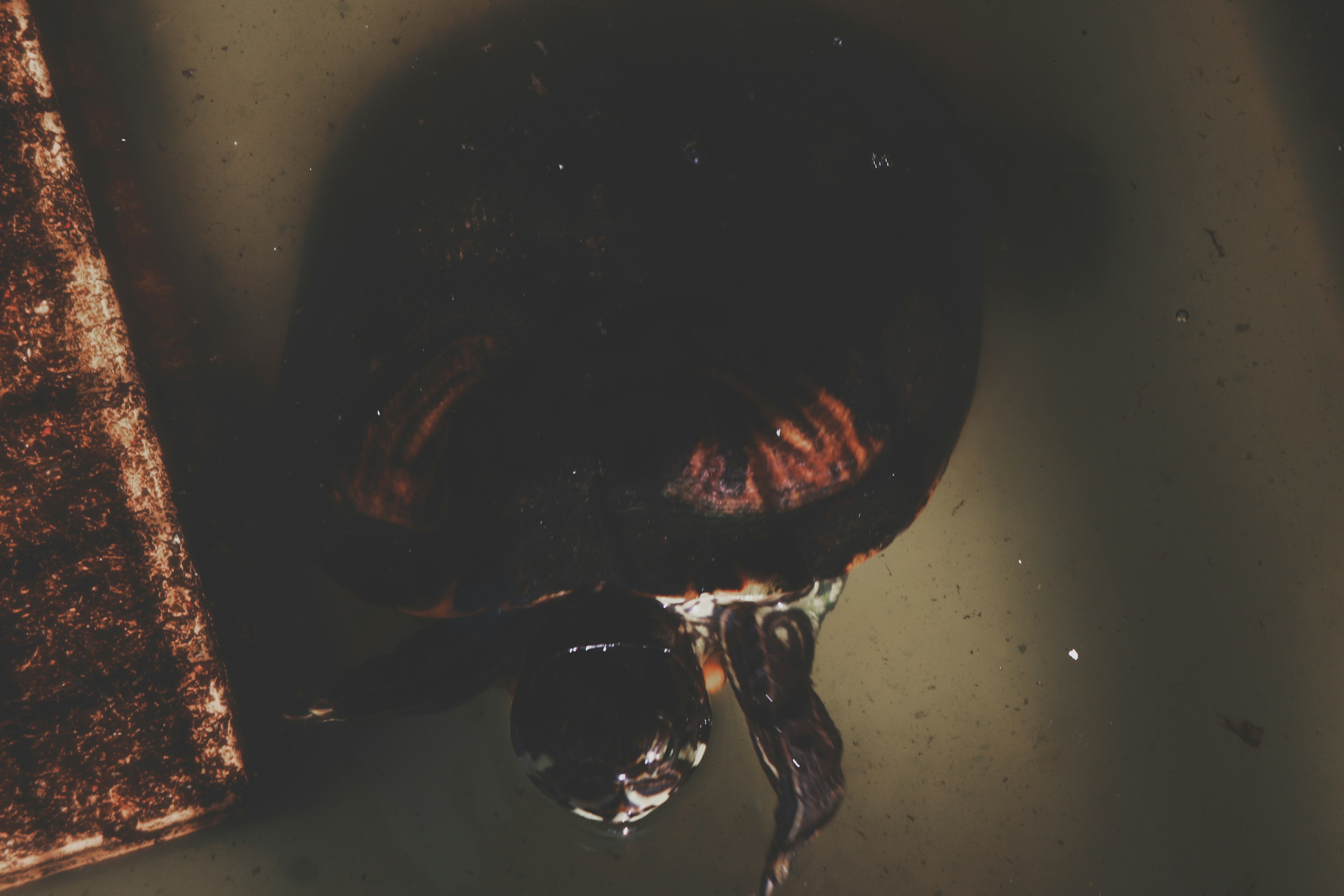 Turtle floating in green water with a nearby object