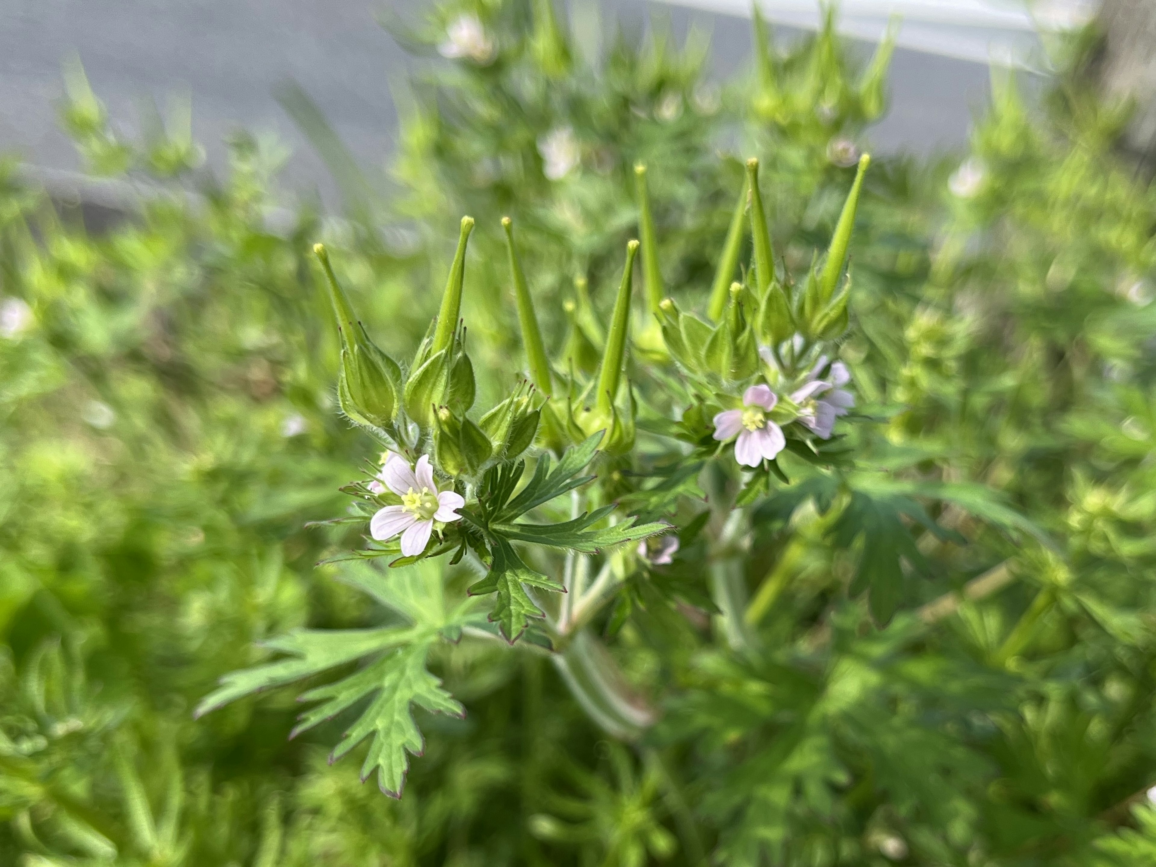 特寫植物，具有小白花和綠色葉子