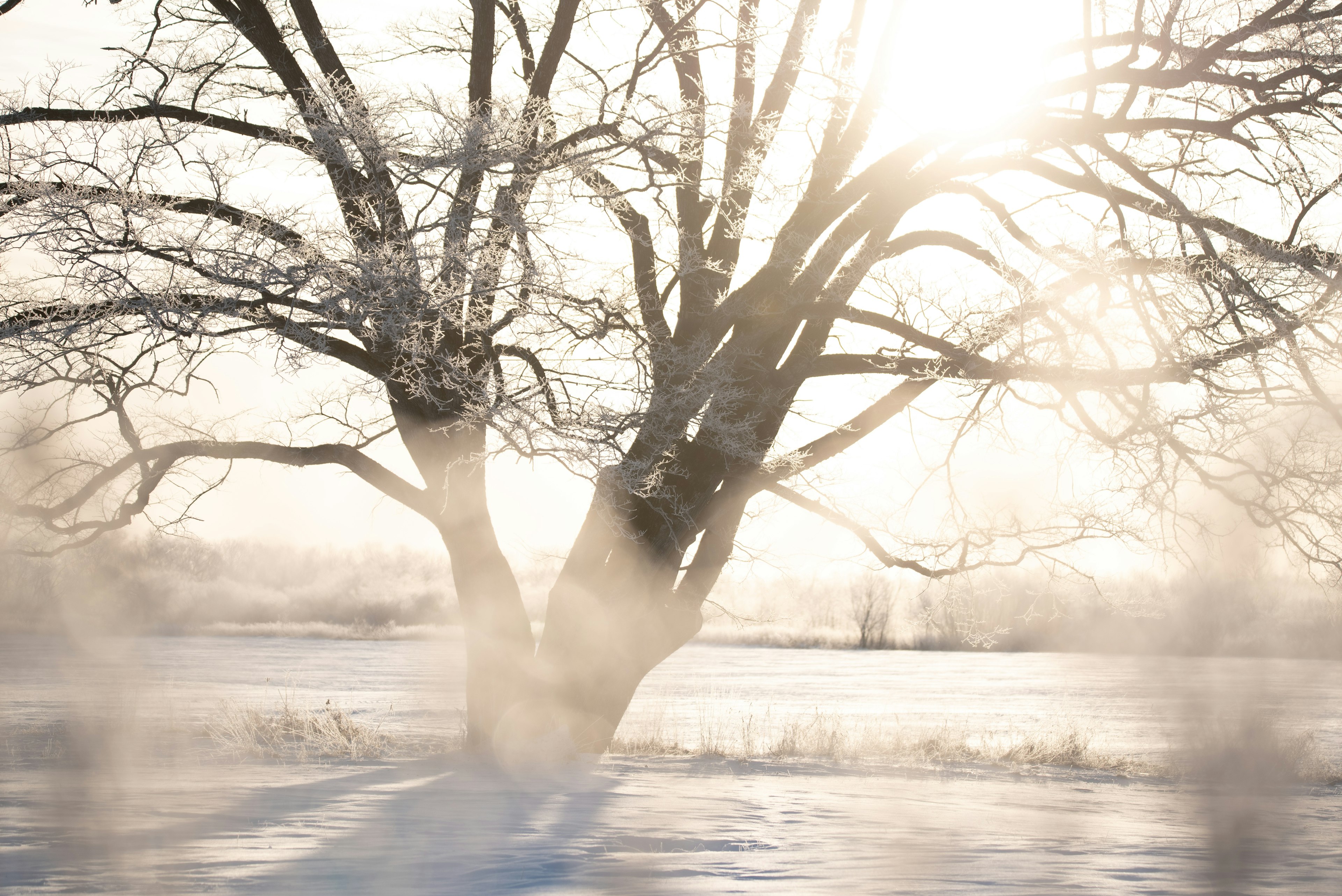 A tree standing in a snowy landscape with soft sunlight