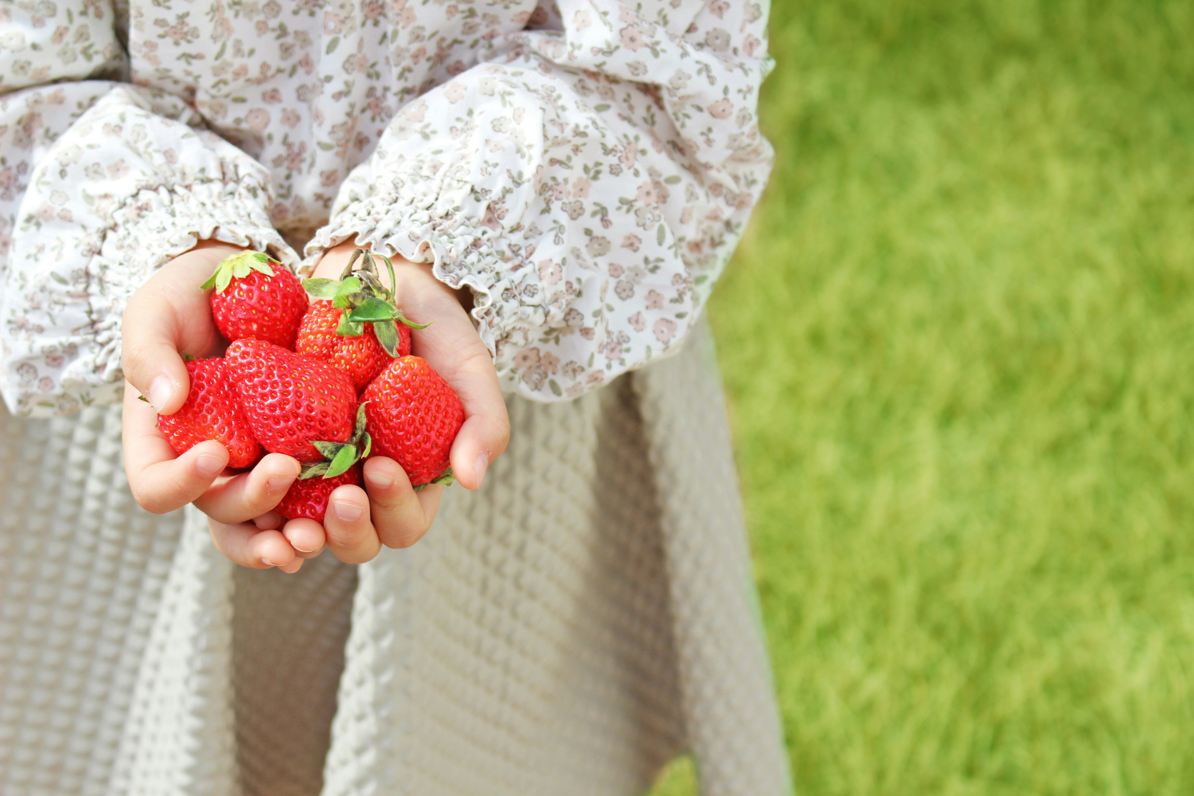 Fresas frescas sostenidas en las manos con un fondo verde