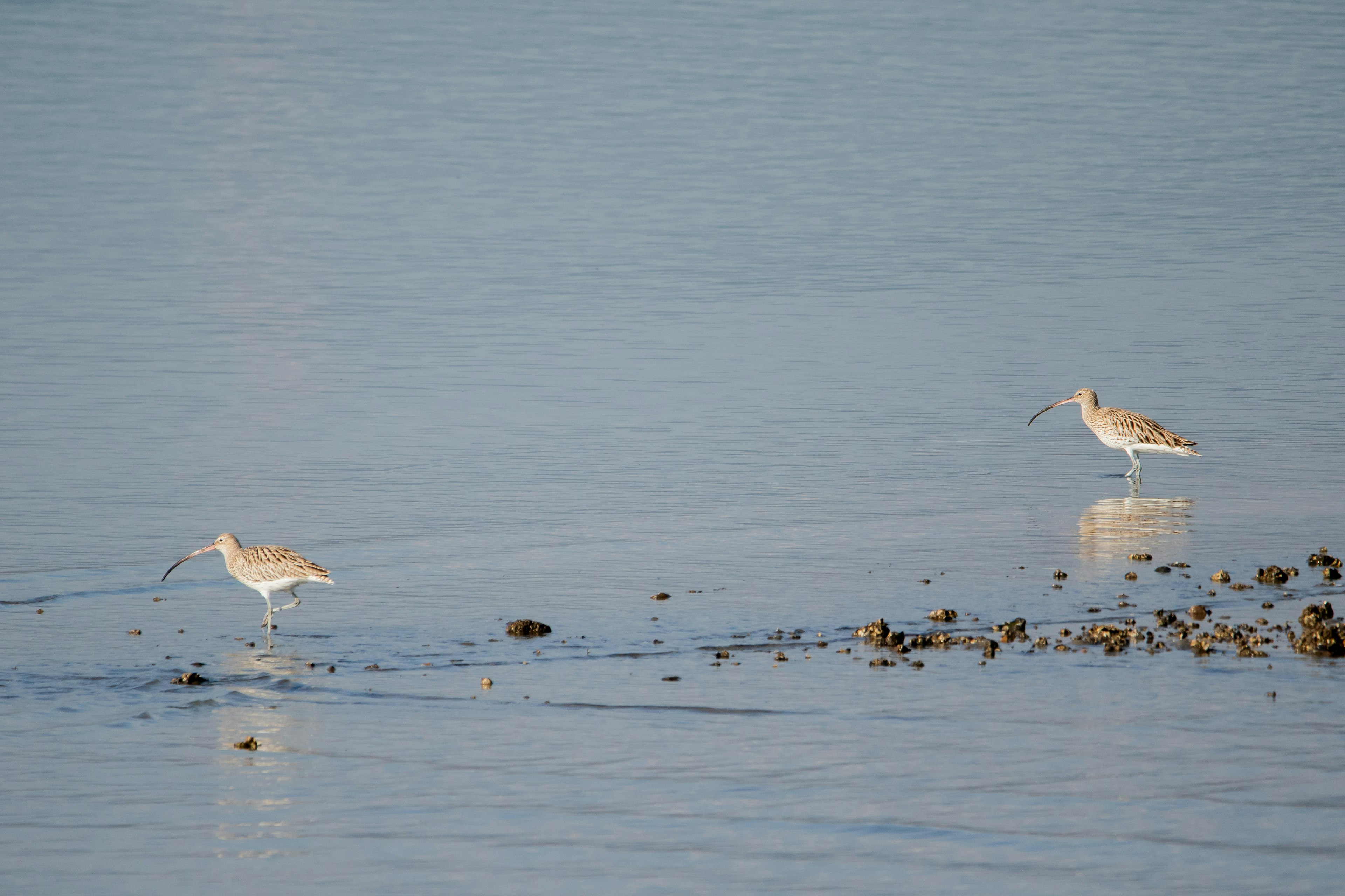 Zwei Vögel, die am Ufer nach Nahrung suchen