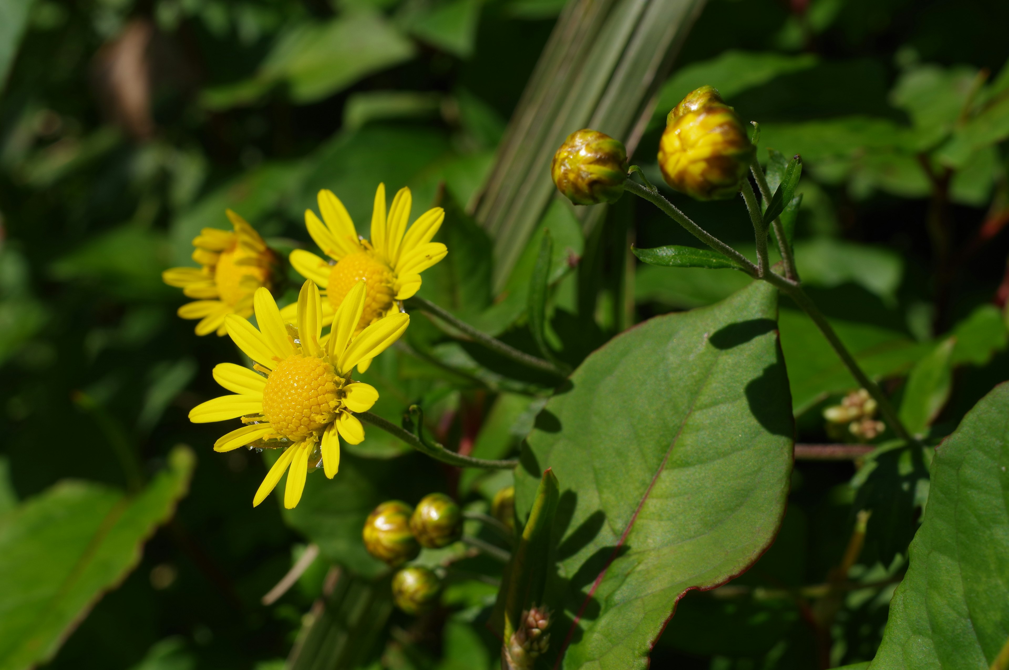 Gelbe Blumen und Knospen an einer grünen Blattpflanze