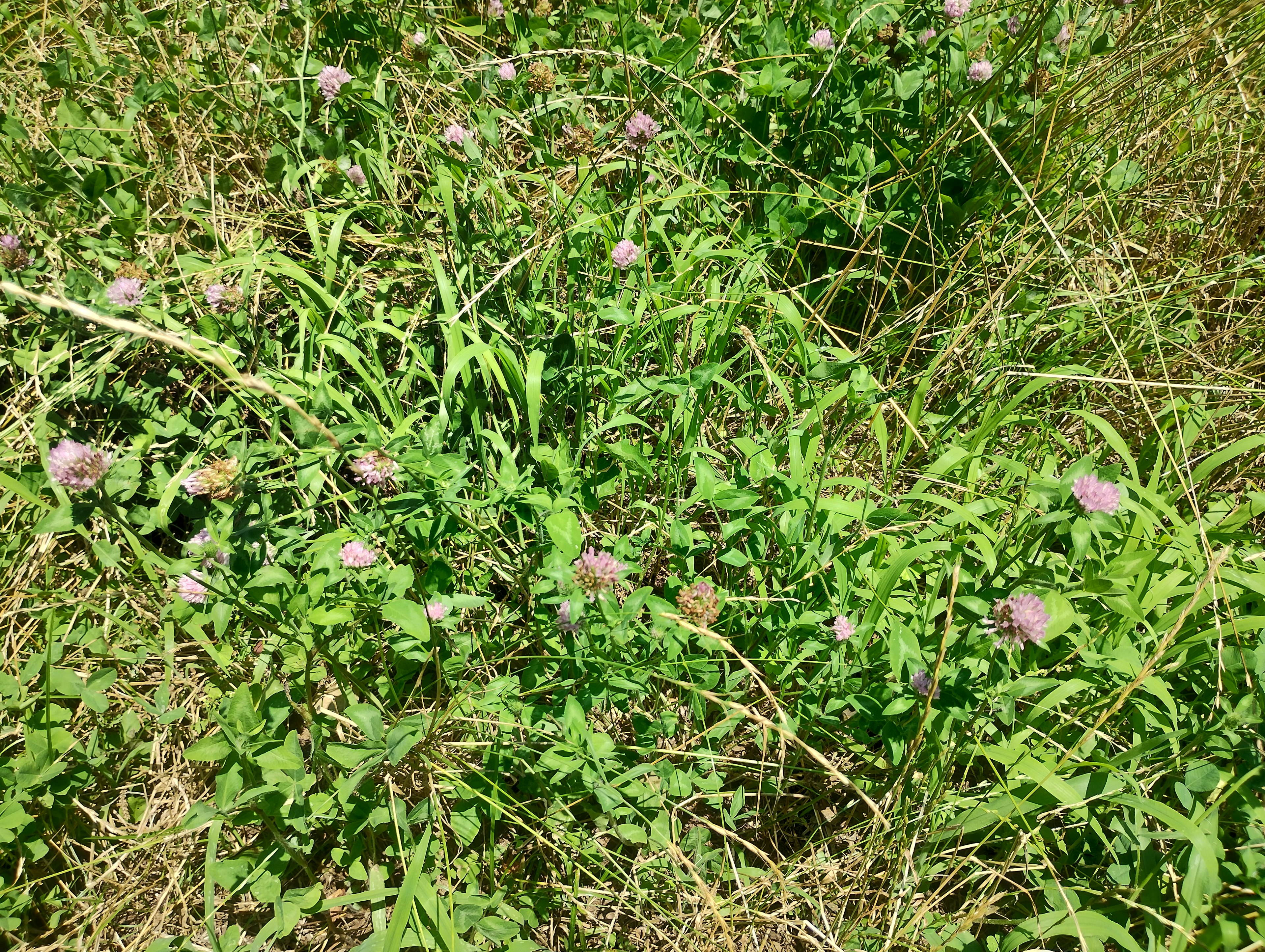 Escena natural con hierba verde y flores moradas