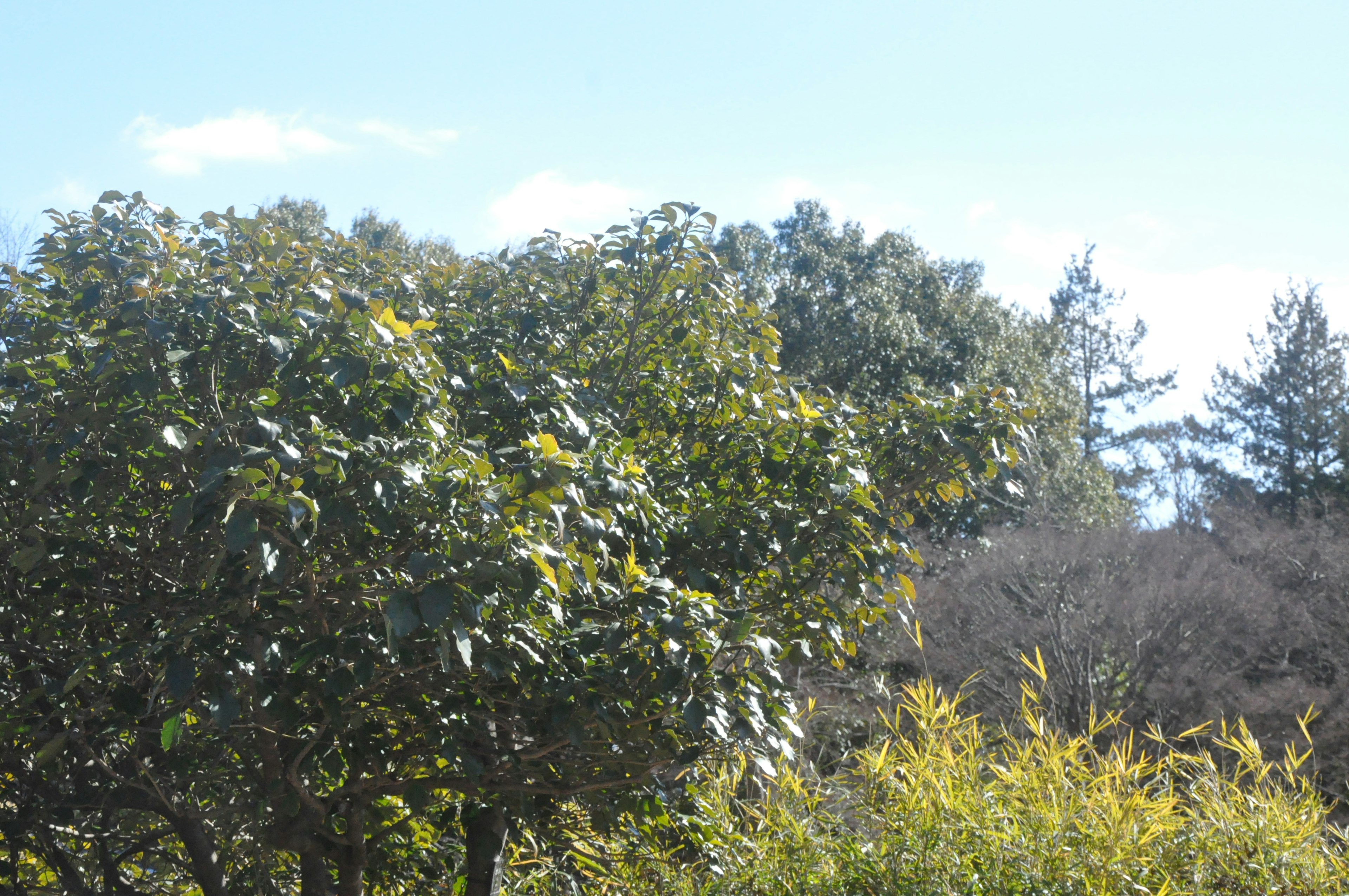 Green trees and grass under a blue sky