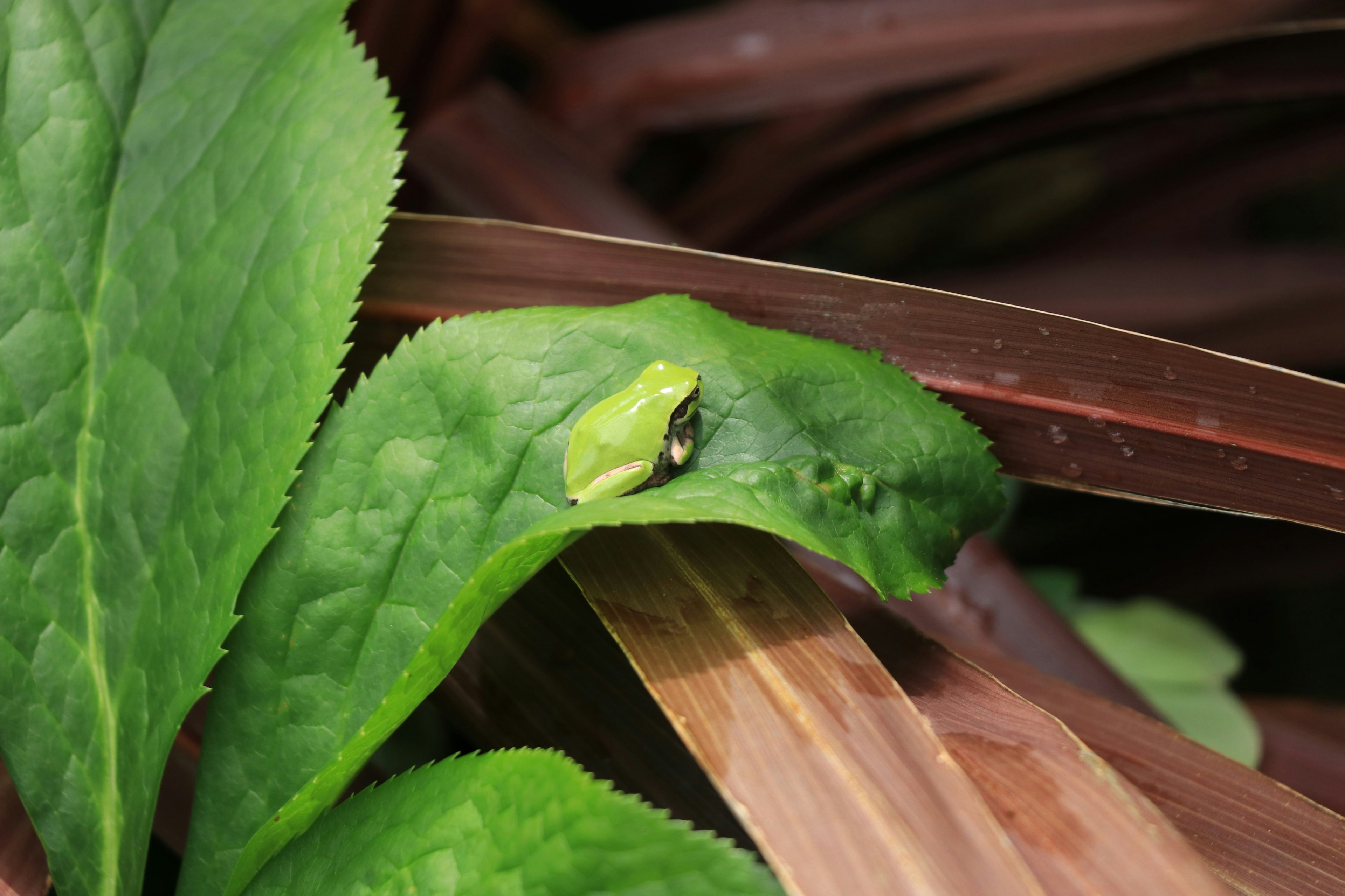 Kecil katak tersembunyi di antara daun hijau