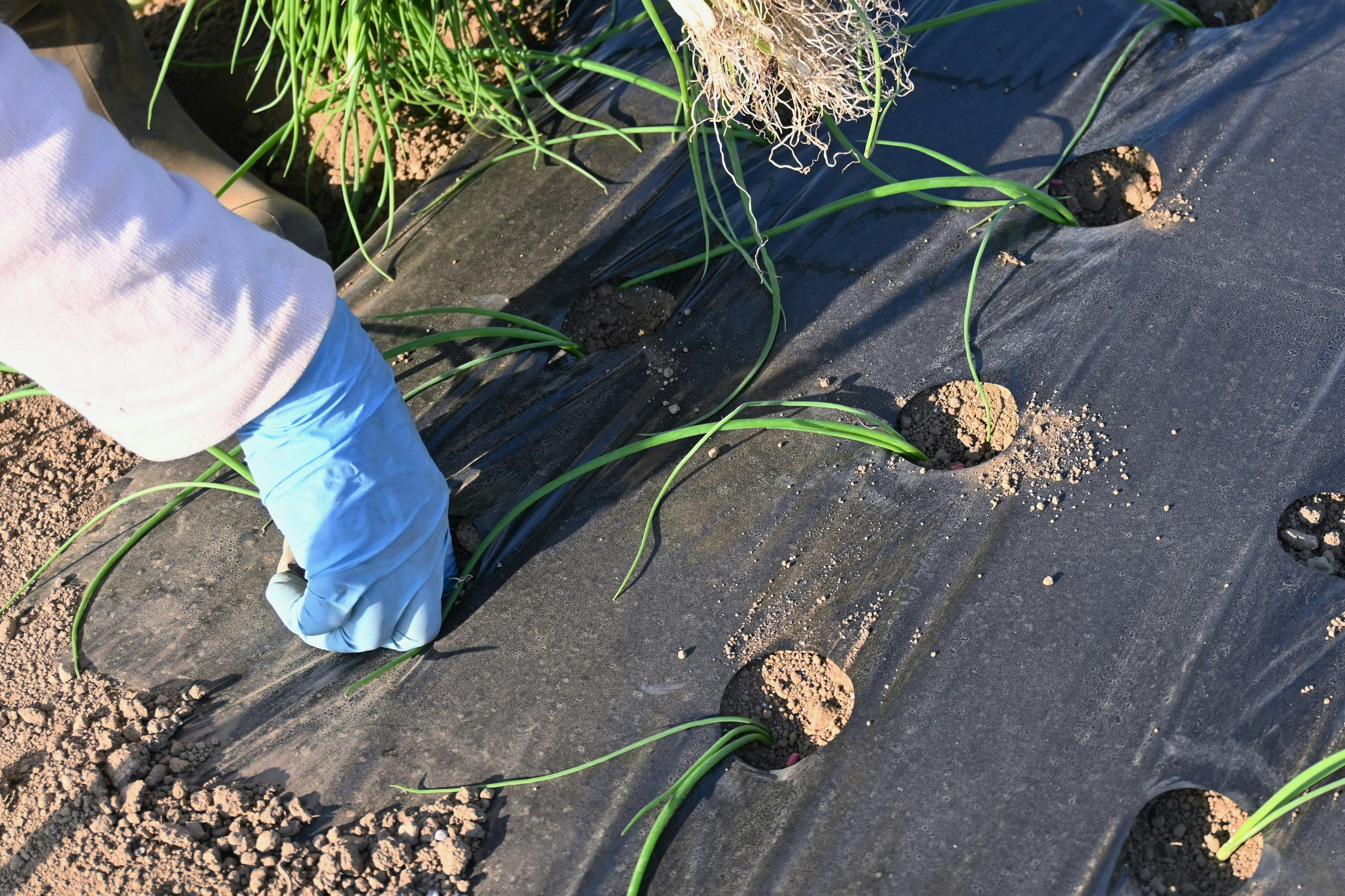 Tangan menanam bibit di ladang dengan mulsa plastik hitam