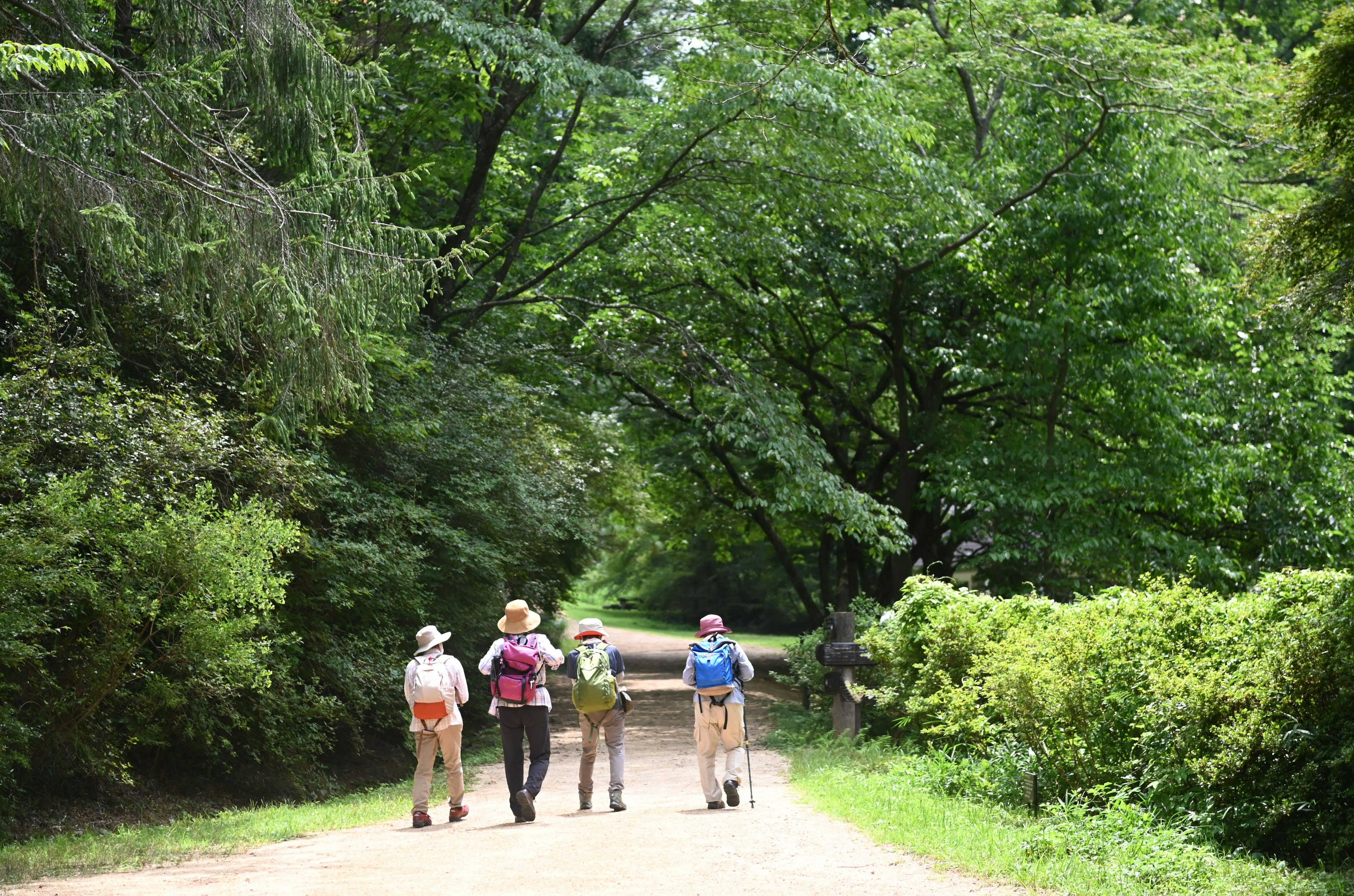 Cuatro excursionistas caminando por un sendero rodeado de árboles verdes