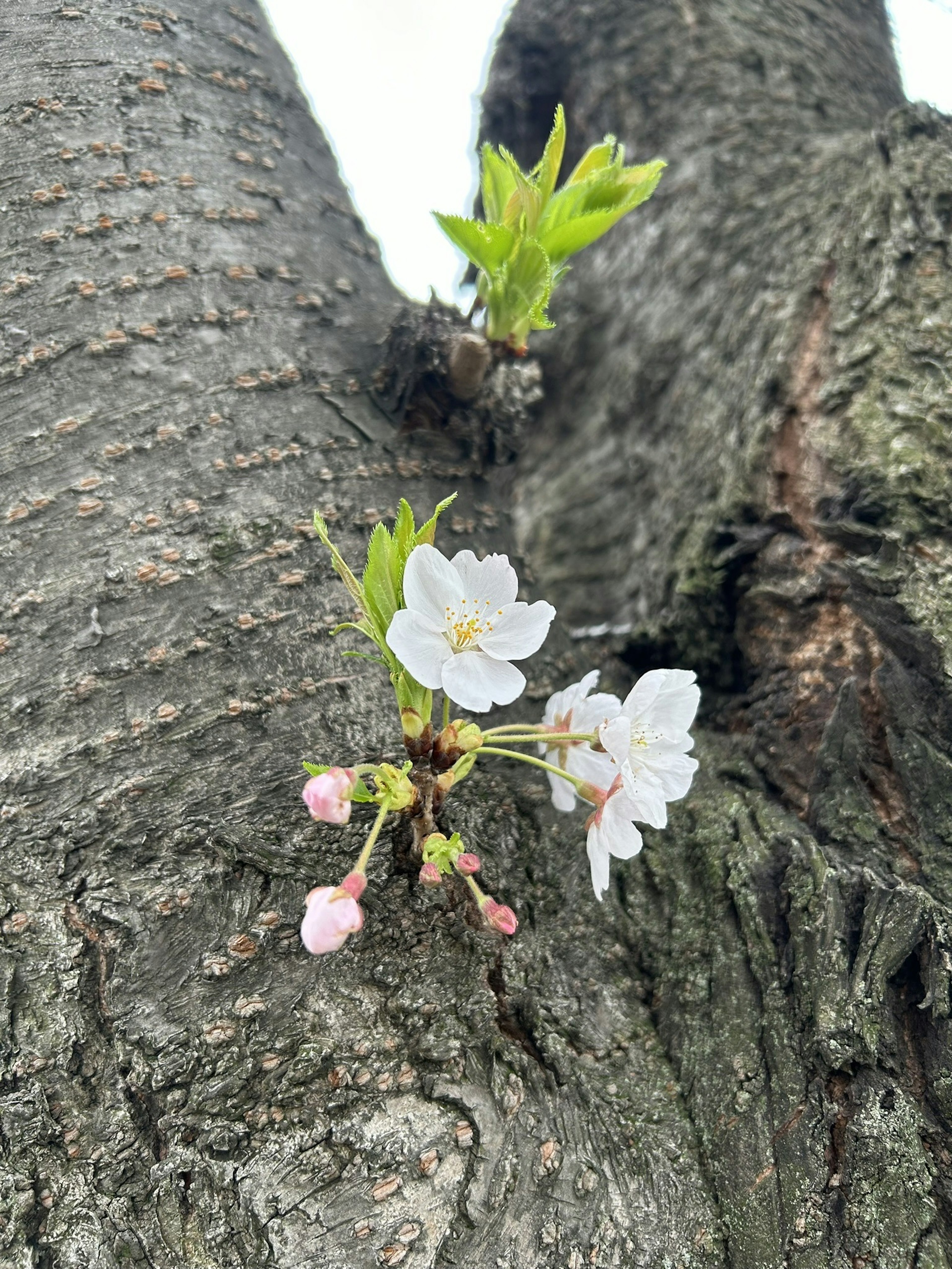 Flores de cerezo floreciendo en un tronco de árbol