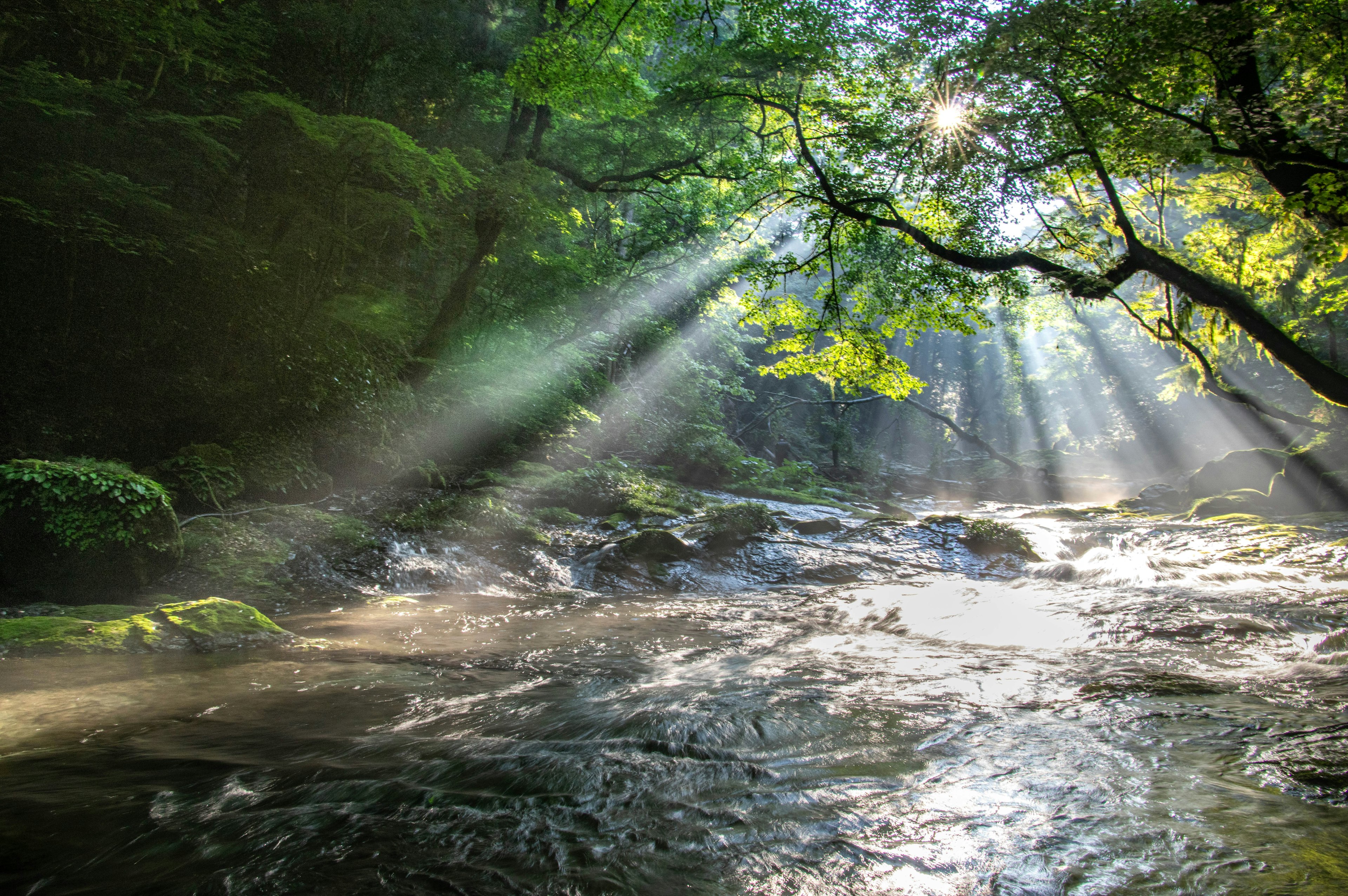 Scenic view of a stream with sunlight filtering through lush green trees