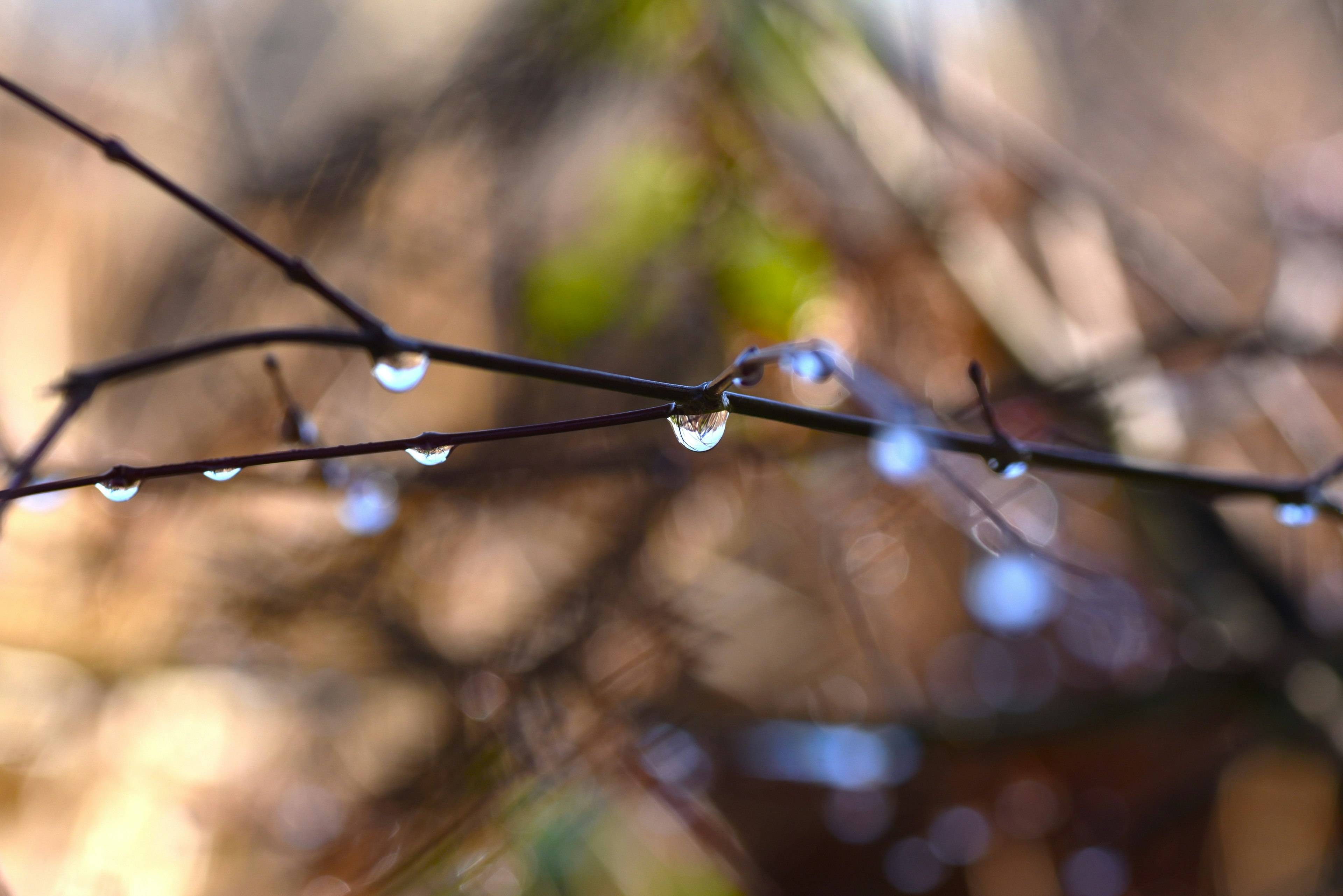 Primo piano di un ramo con gocce d'acqua che mostrano la bellezza della natura