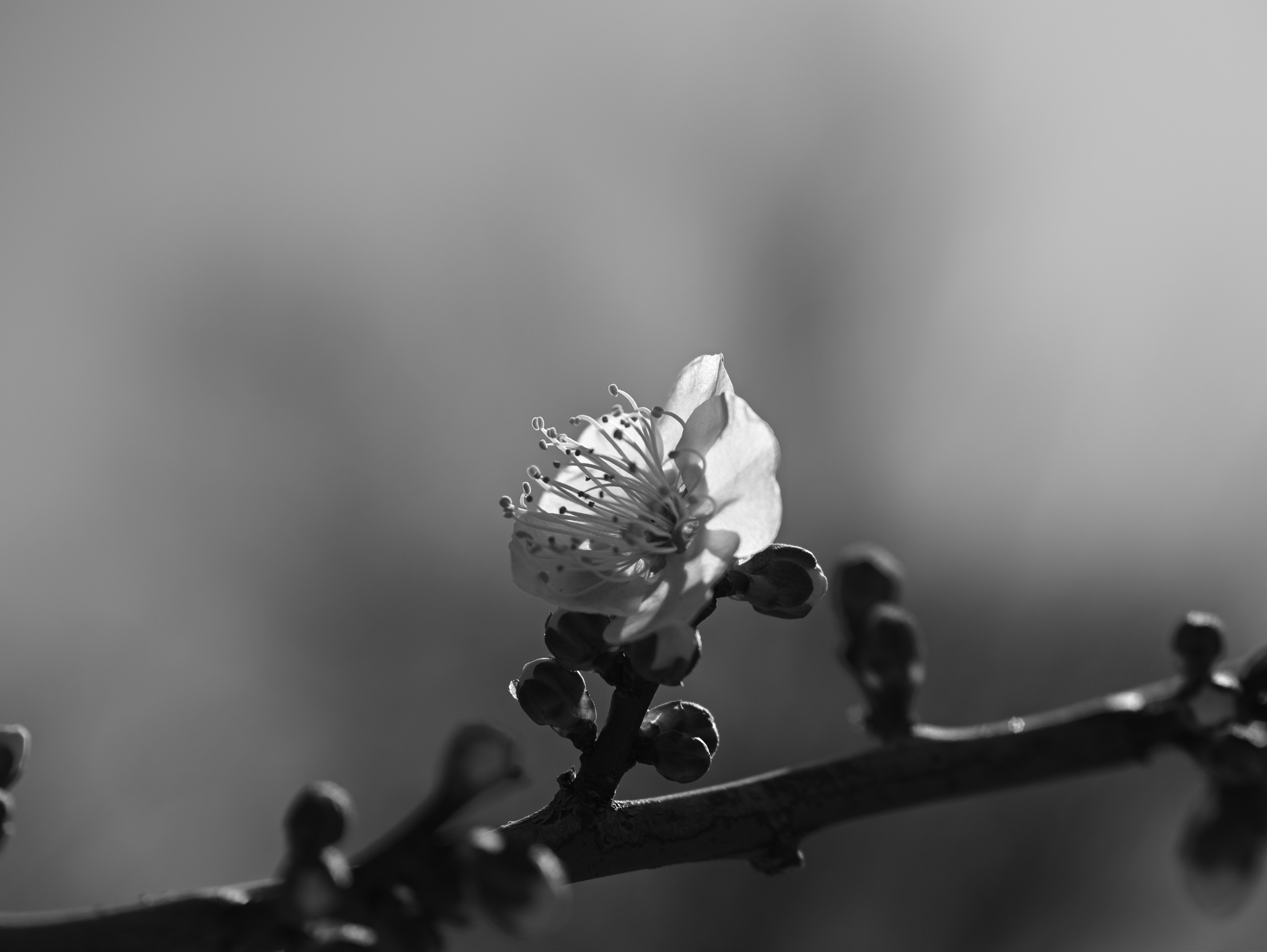 Primo piano di un singolo fiore e ramo su sfondo in bianco e nero