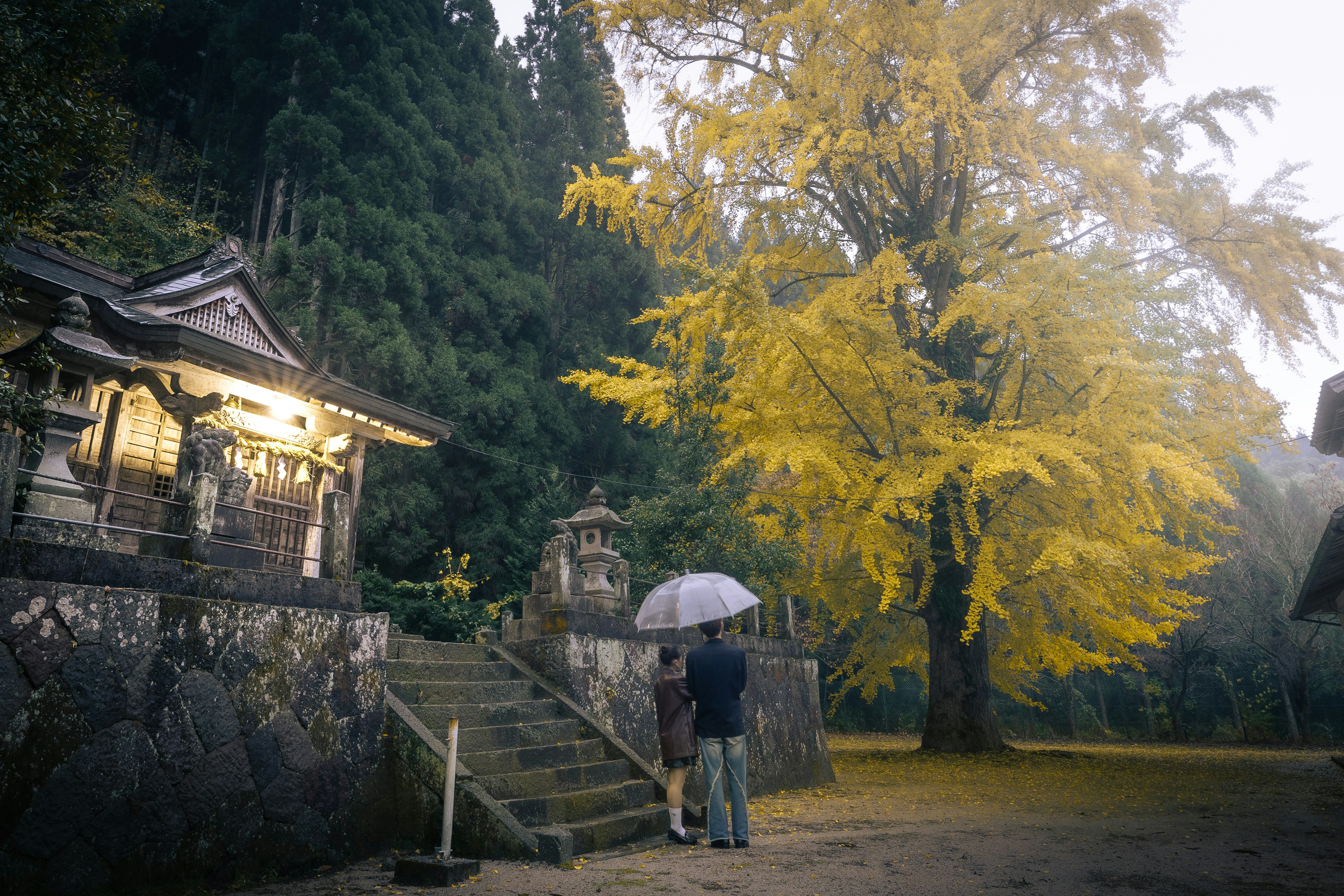 Couple standing under a yellow ginkgo tree near a shrine in autumn