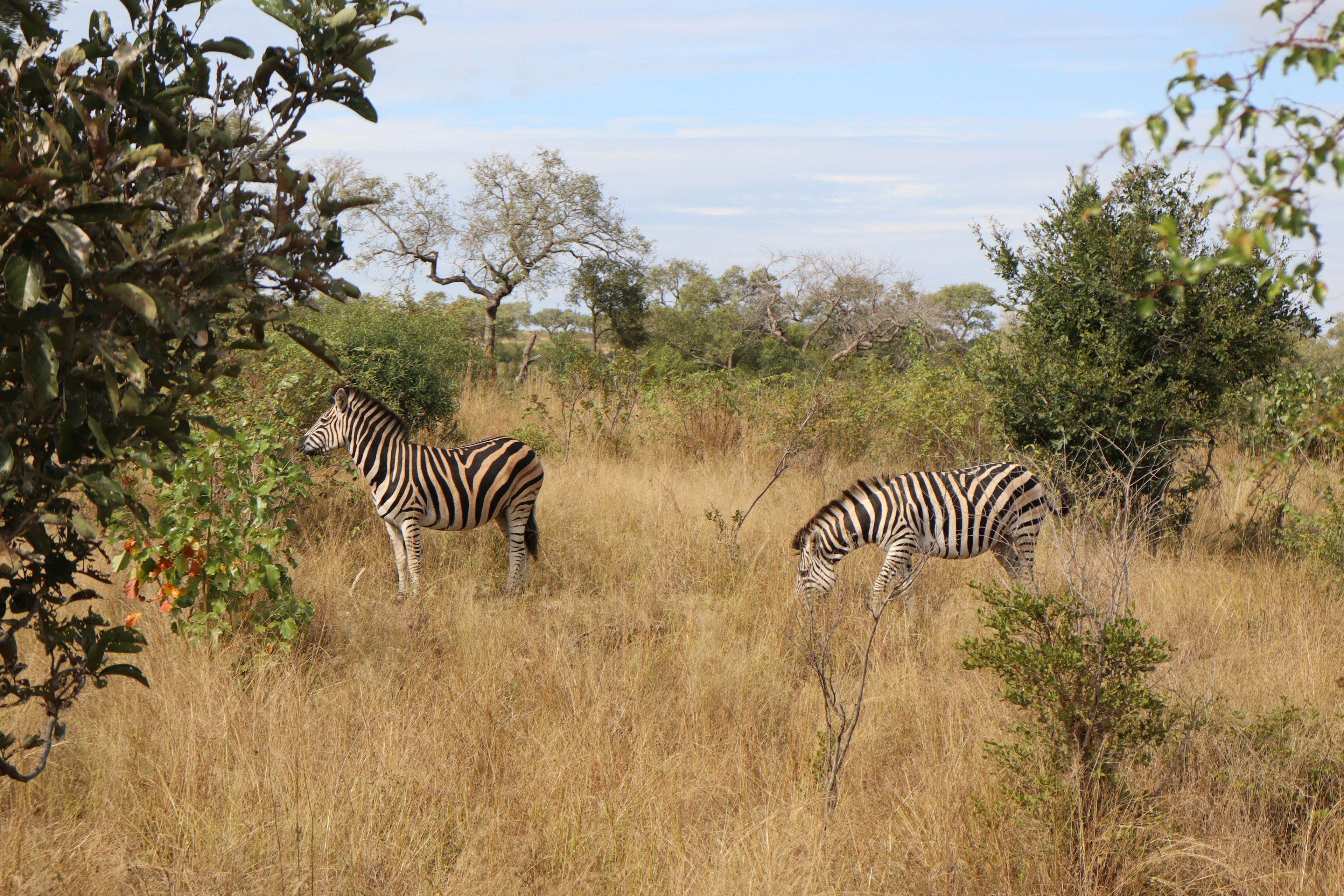 Two zebras in a savannah landscape