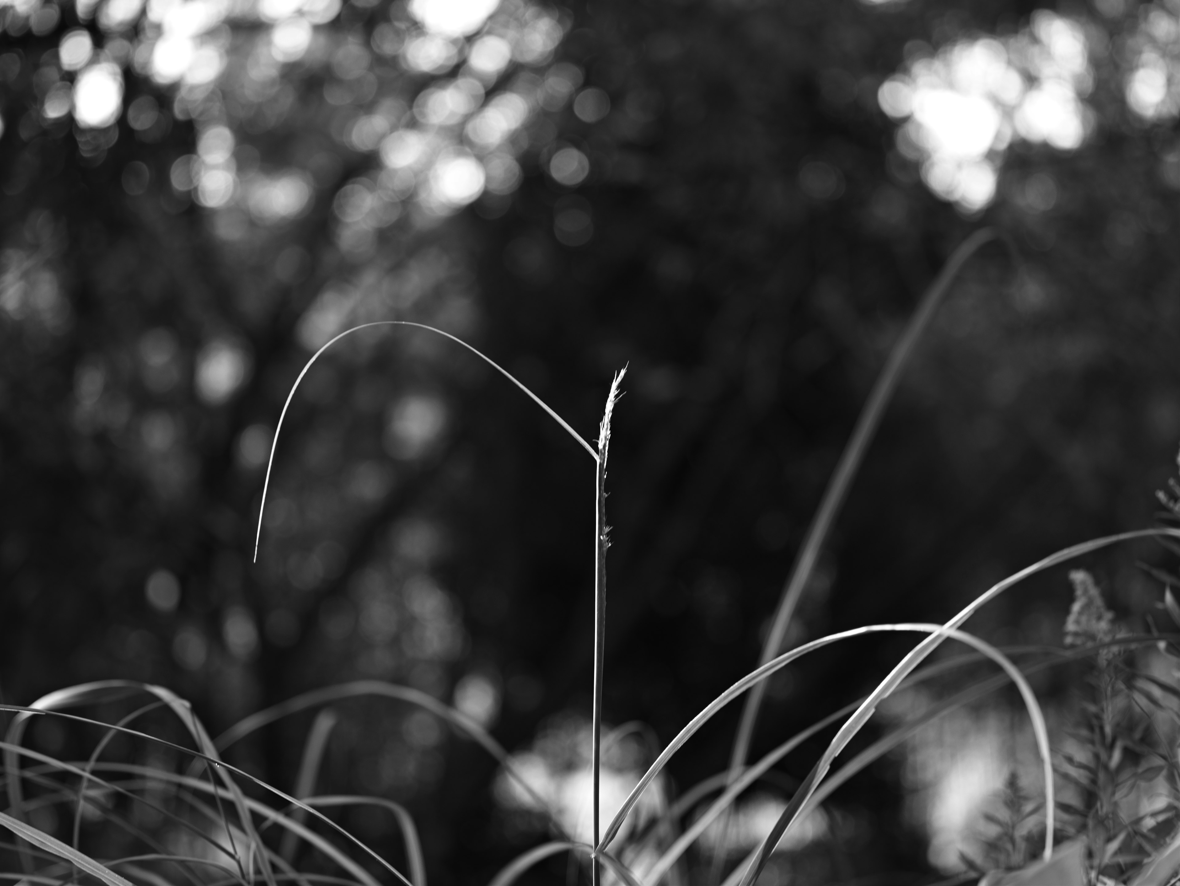 Tige d'herbe fine se détachant sur un fond flou en noir et blanc