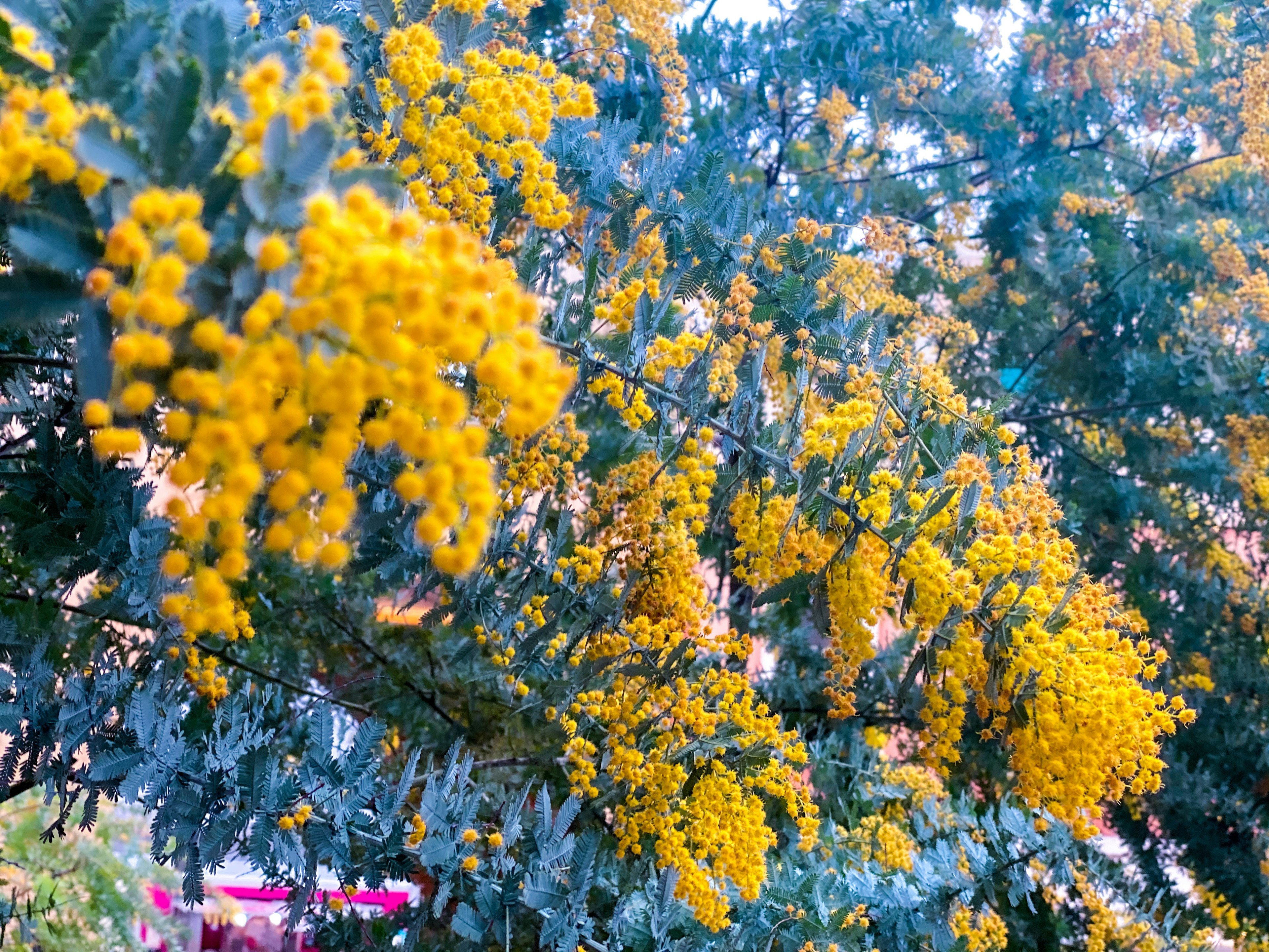 Primer plano de una rama de árbol con flores amarillas brillantes