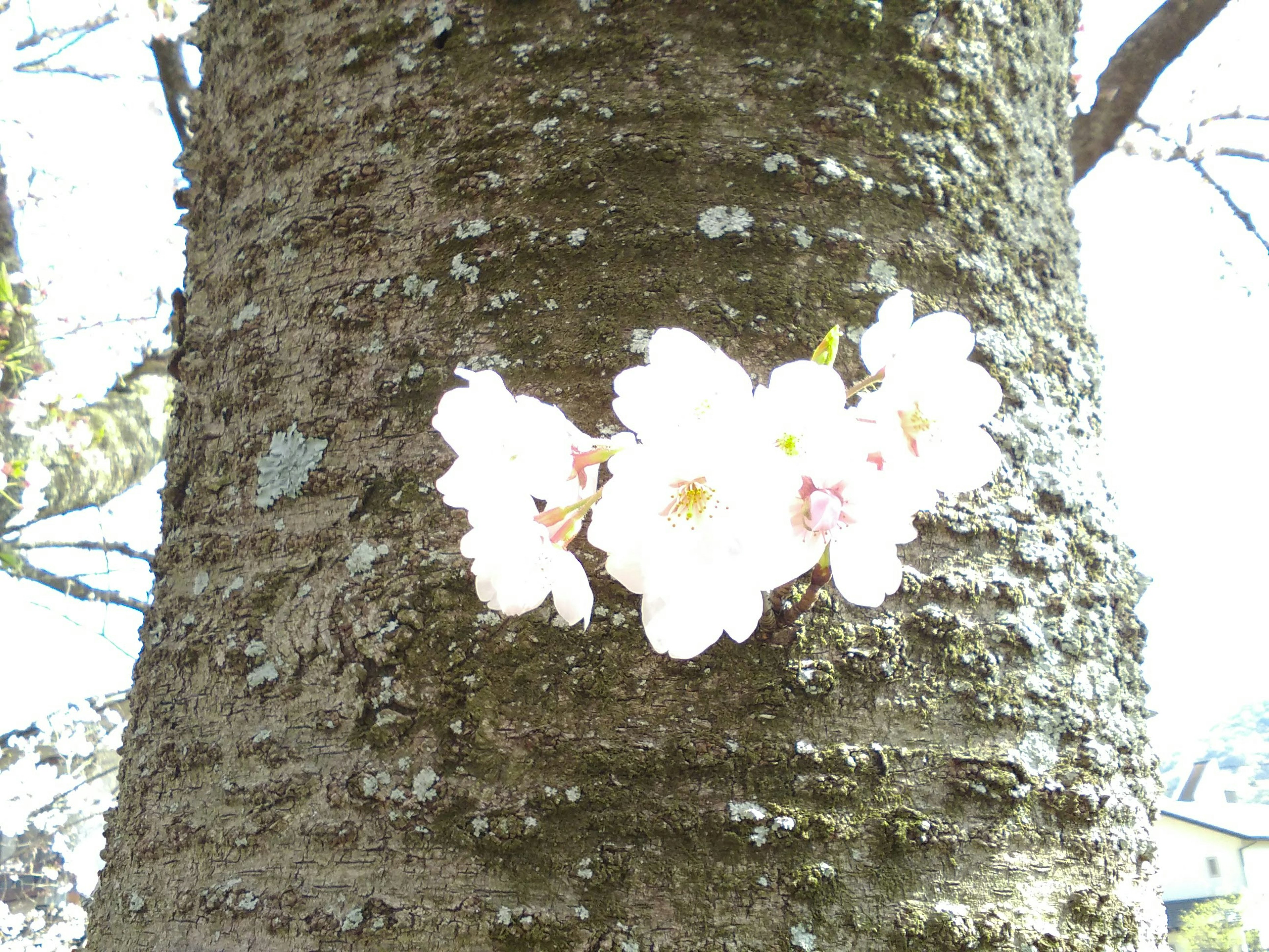 Bunga sakura mekar di batang pohon