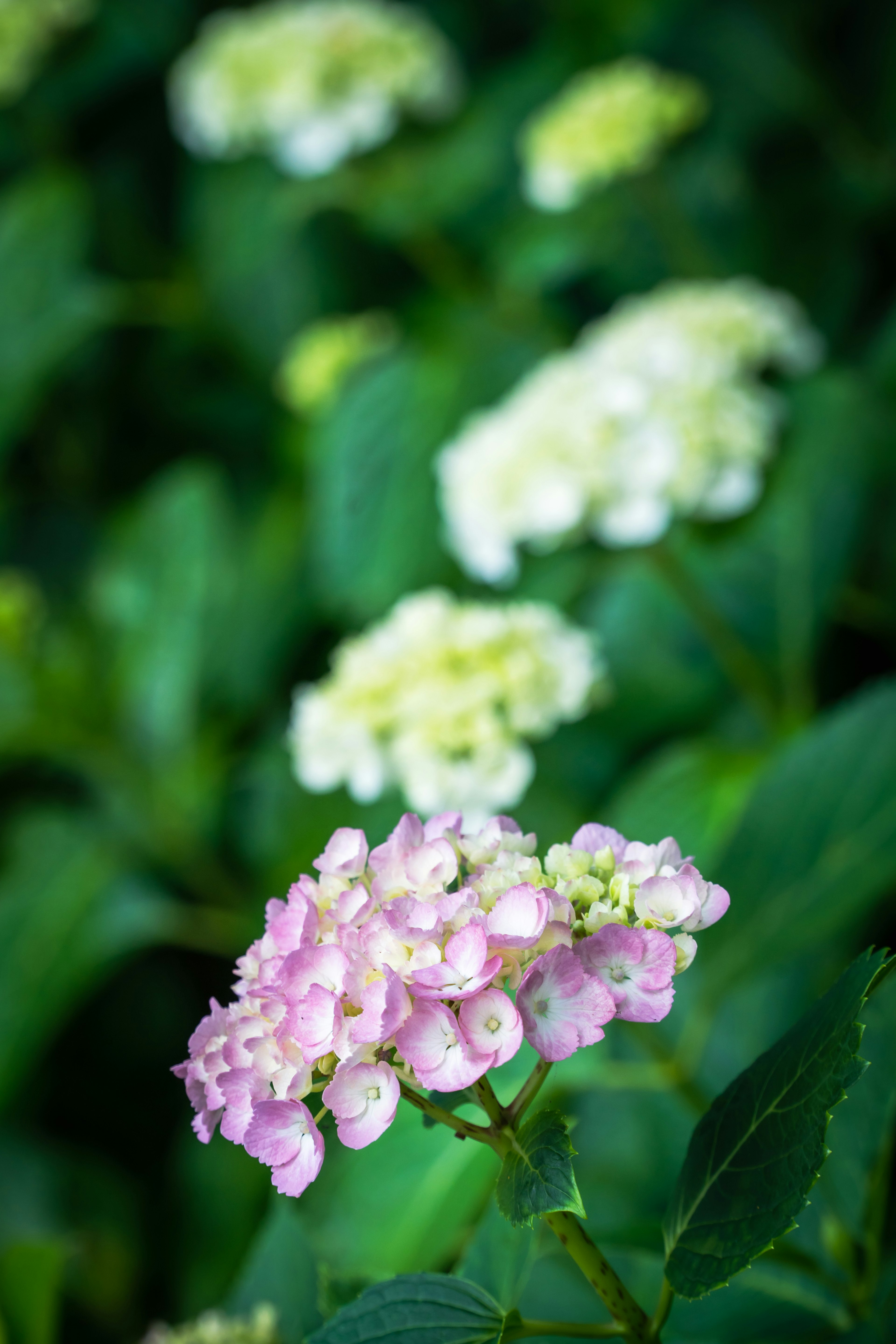 Fleurs d'hortensia colorées fleurissant parmi des feuilles vertes