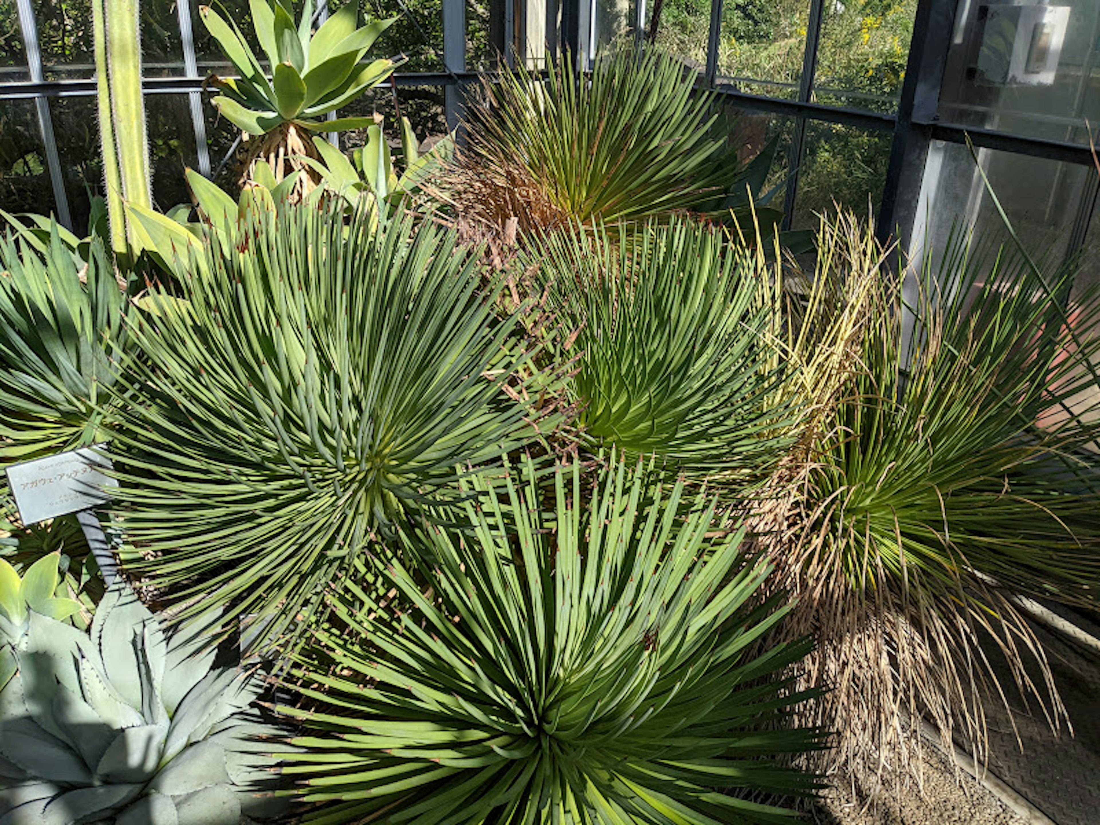 Indoor greenhouse with diverse plants featuring spiky leaves