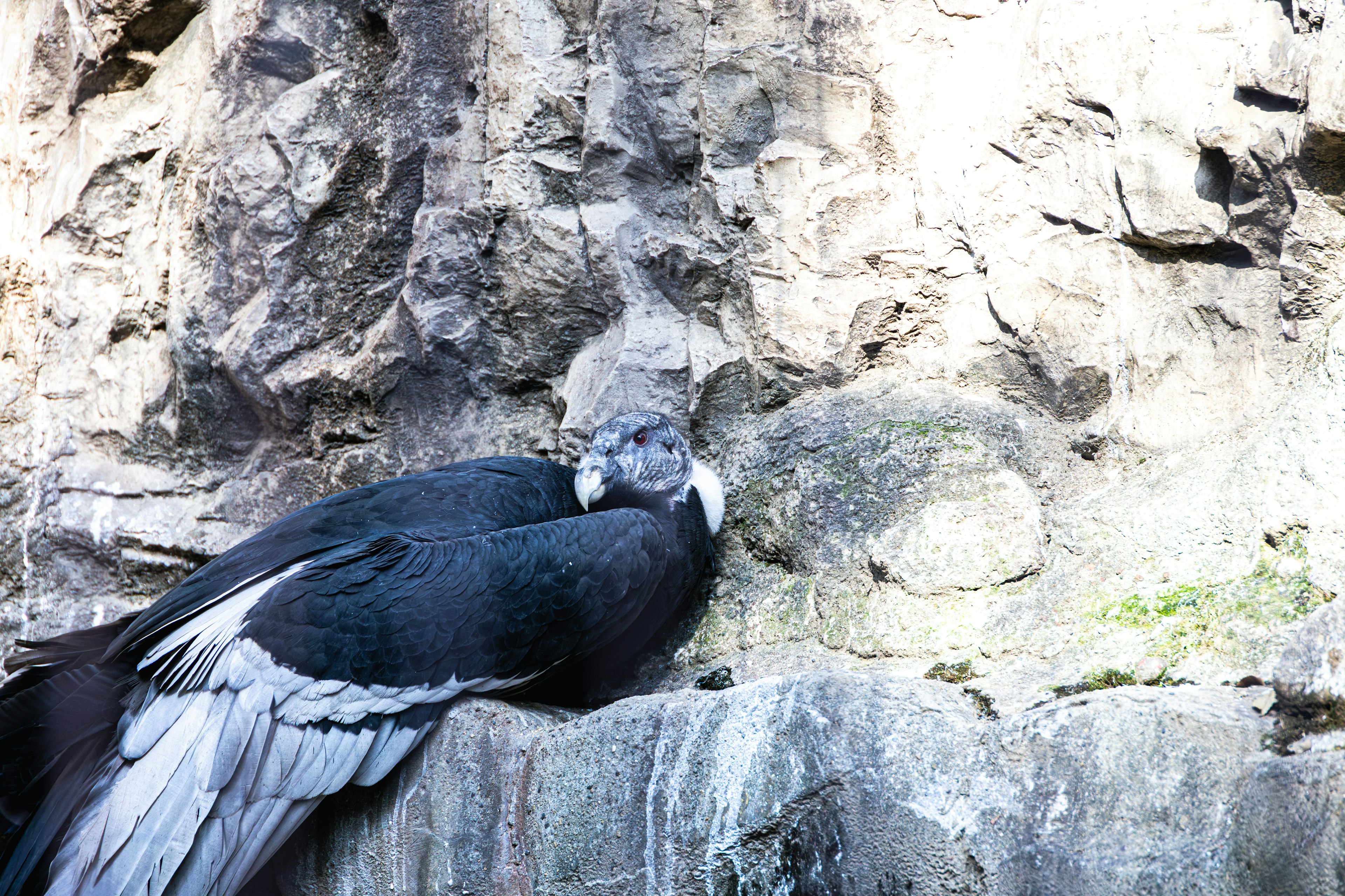 Condor resting near a rocky surface