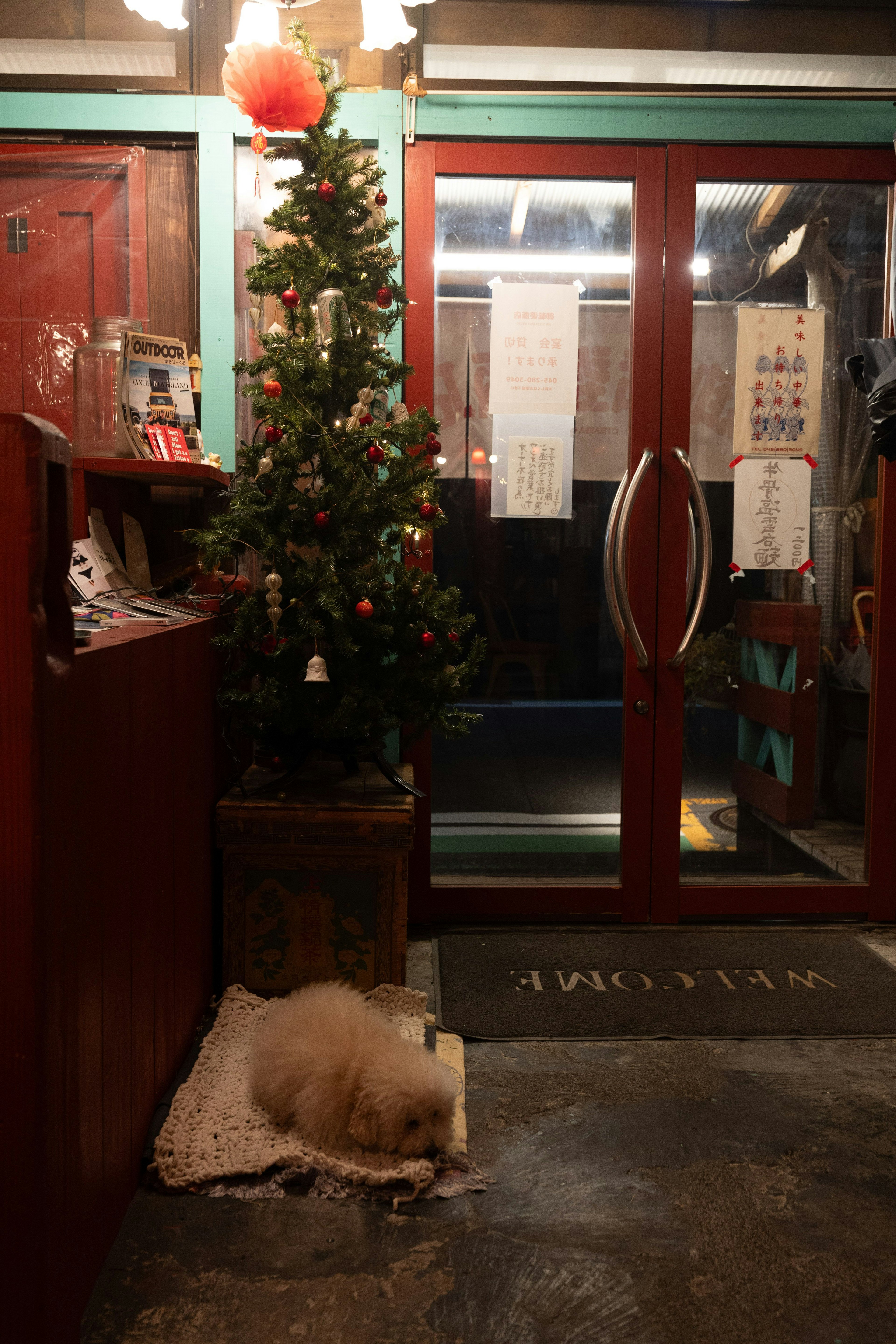 Un perro durmiendo en la entrada de una tienda decorada con un árbol de Navidad