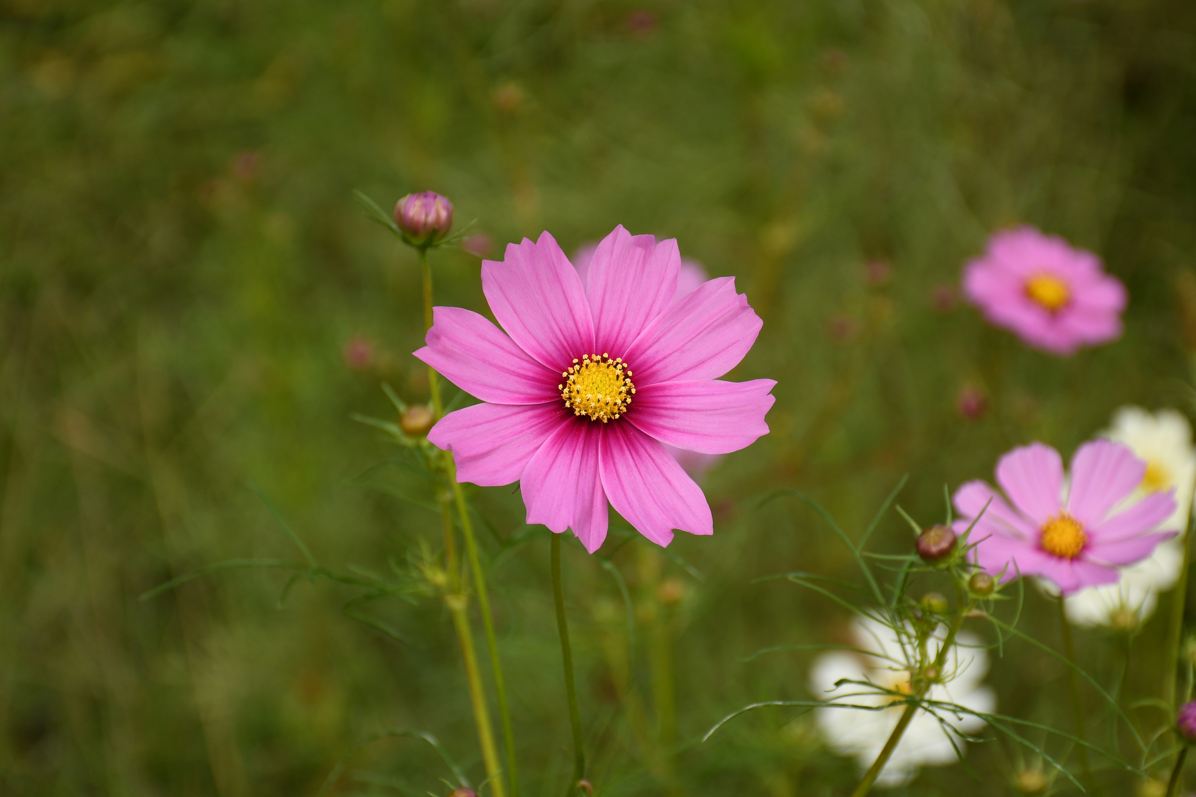 Eine lebhafte rosa Blume im Vordergrund mit grünem Gras im Hintergrund