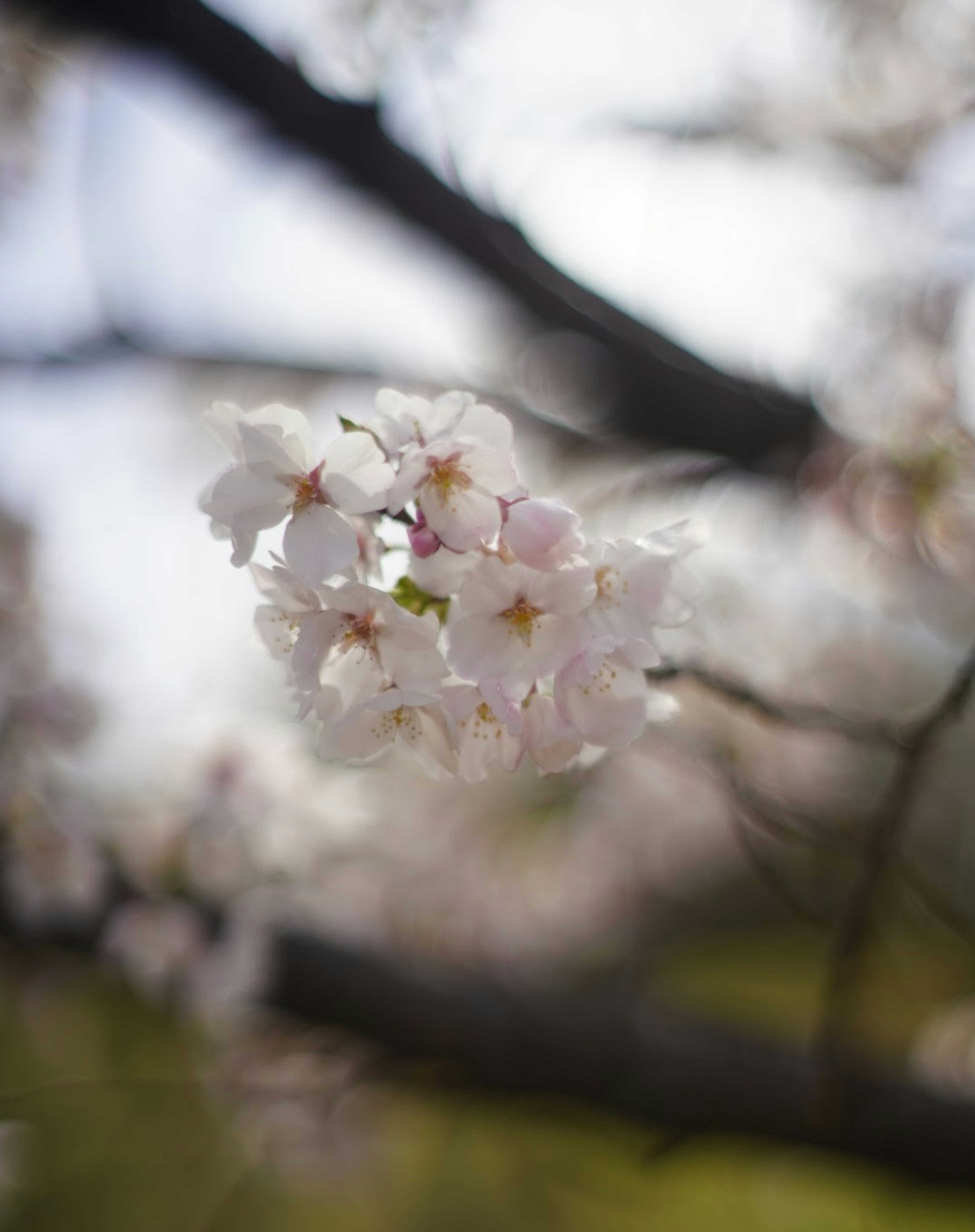 桜の花が咲いている枝のクローズアップ