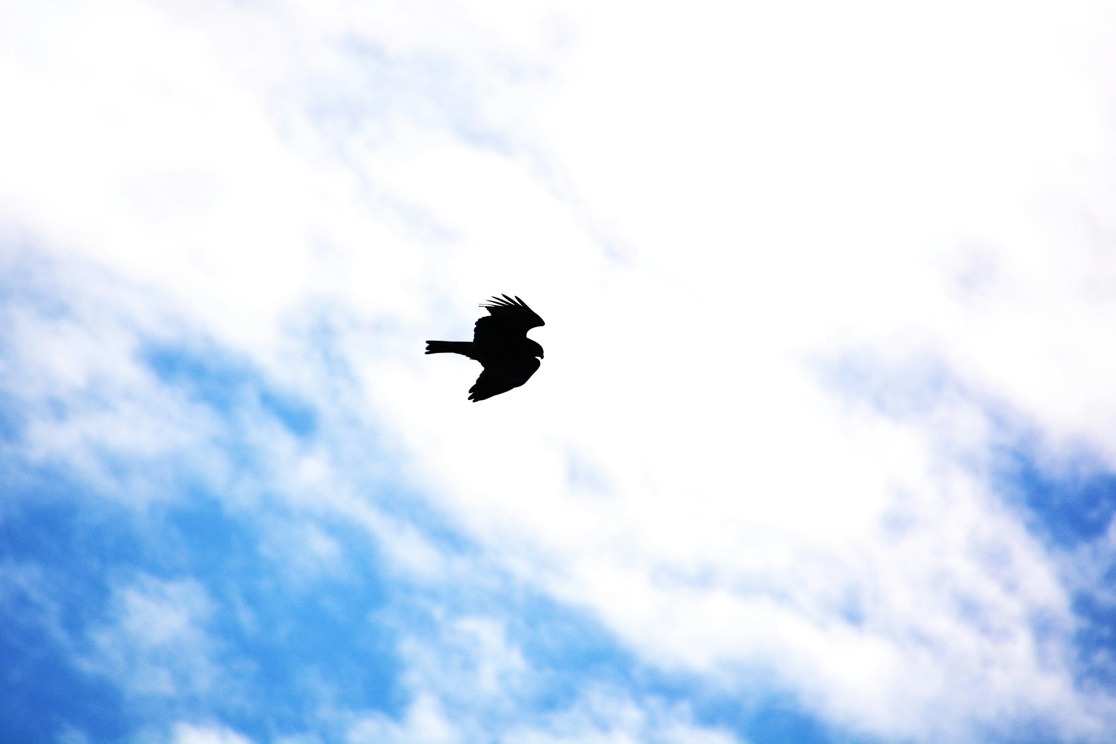 Silhouette de un pájaro volando contra un cielo azul con nubes blancas