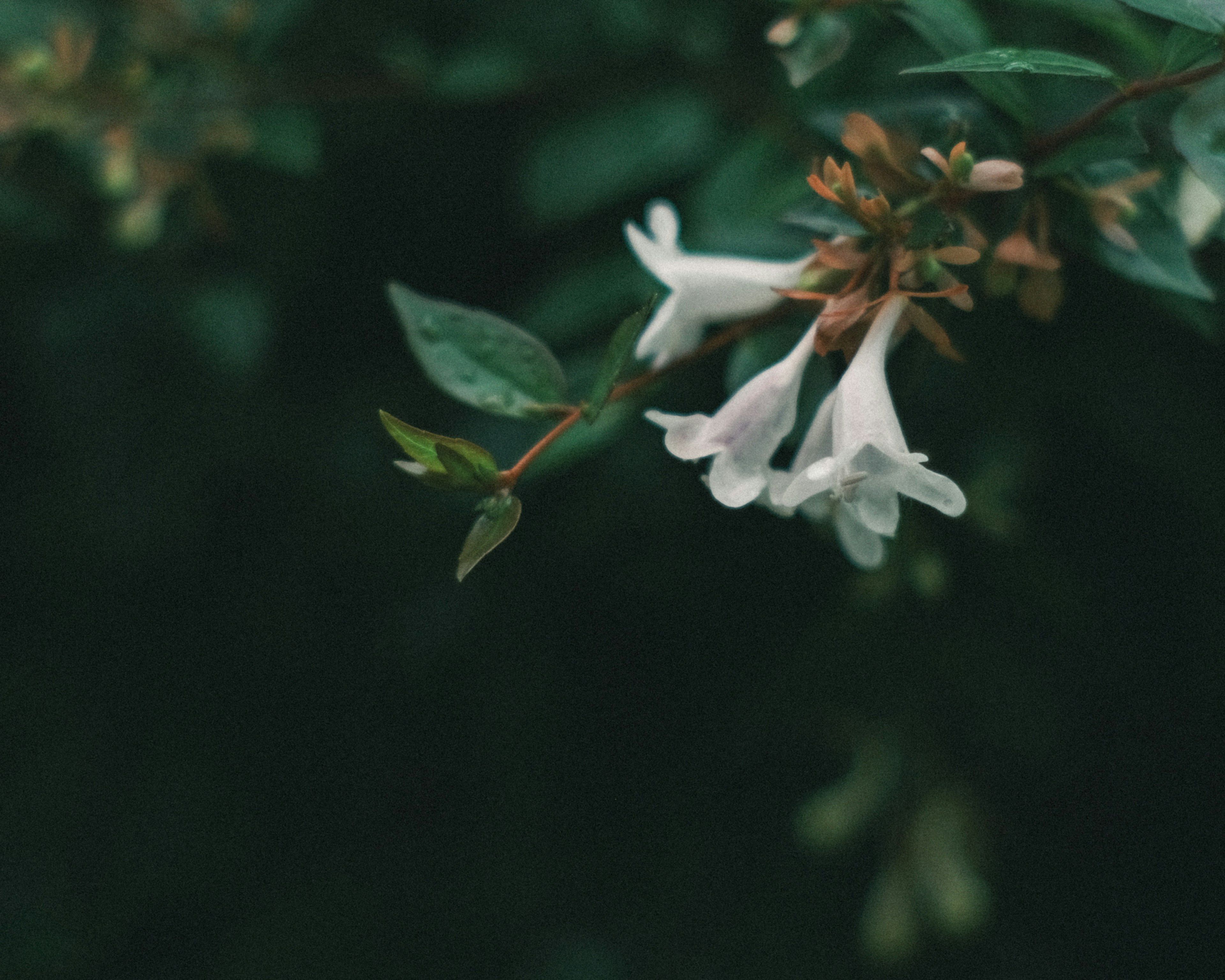 緑の背景に白い花が咲いている植物のクローズアップ