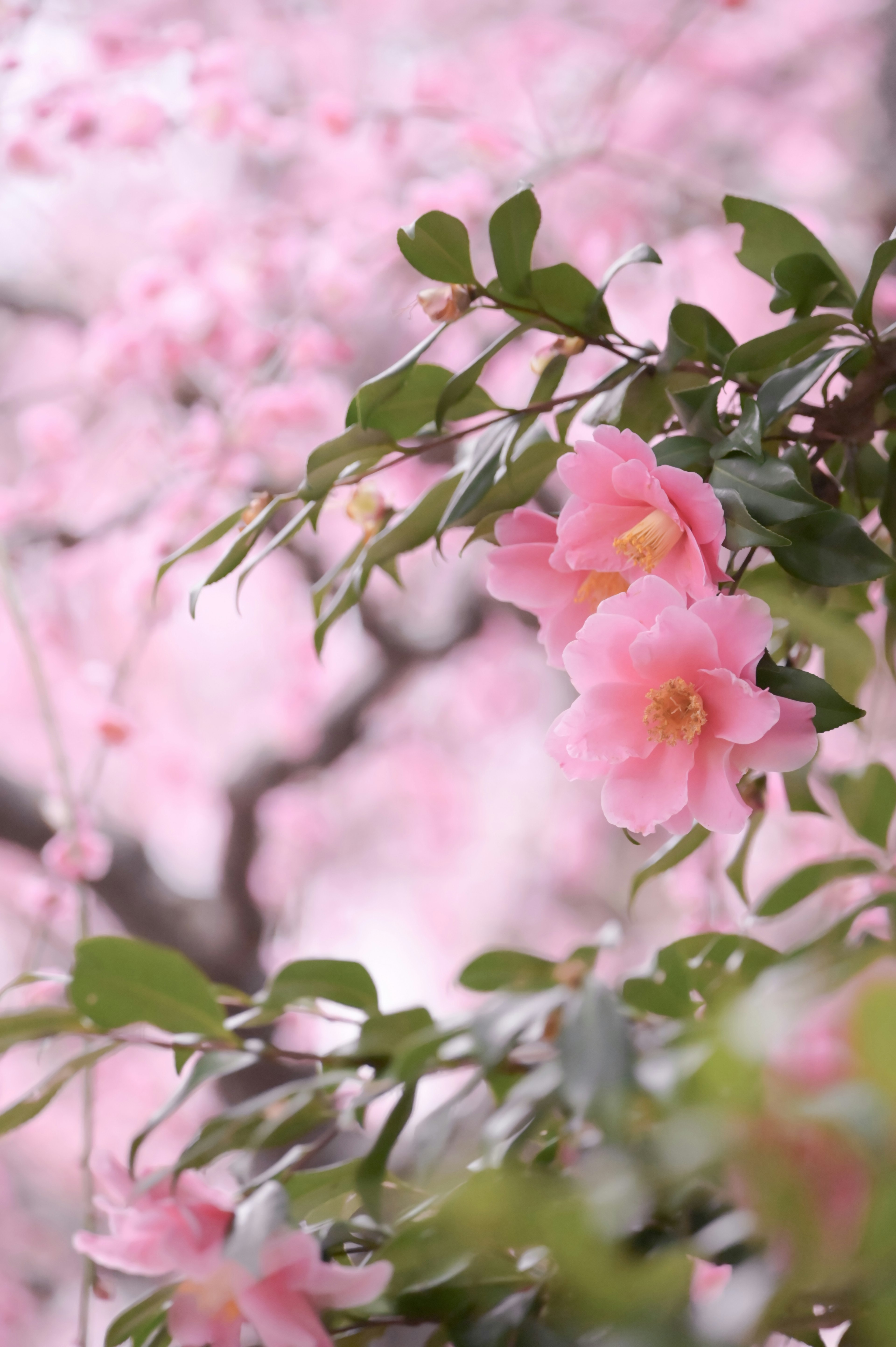 薄いピンクの花と緑の葉が特徴的な風景