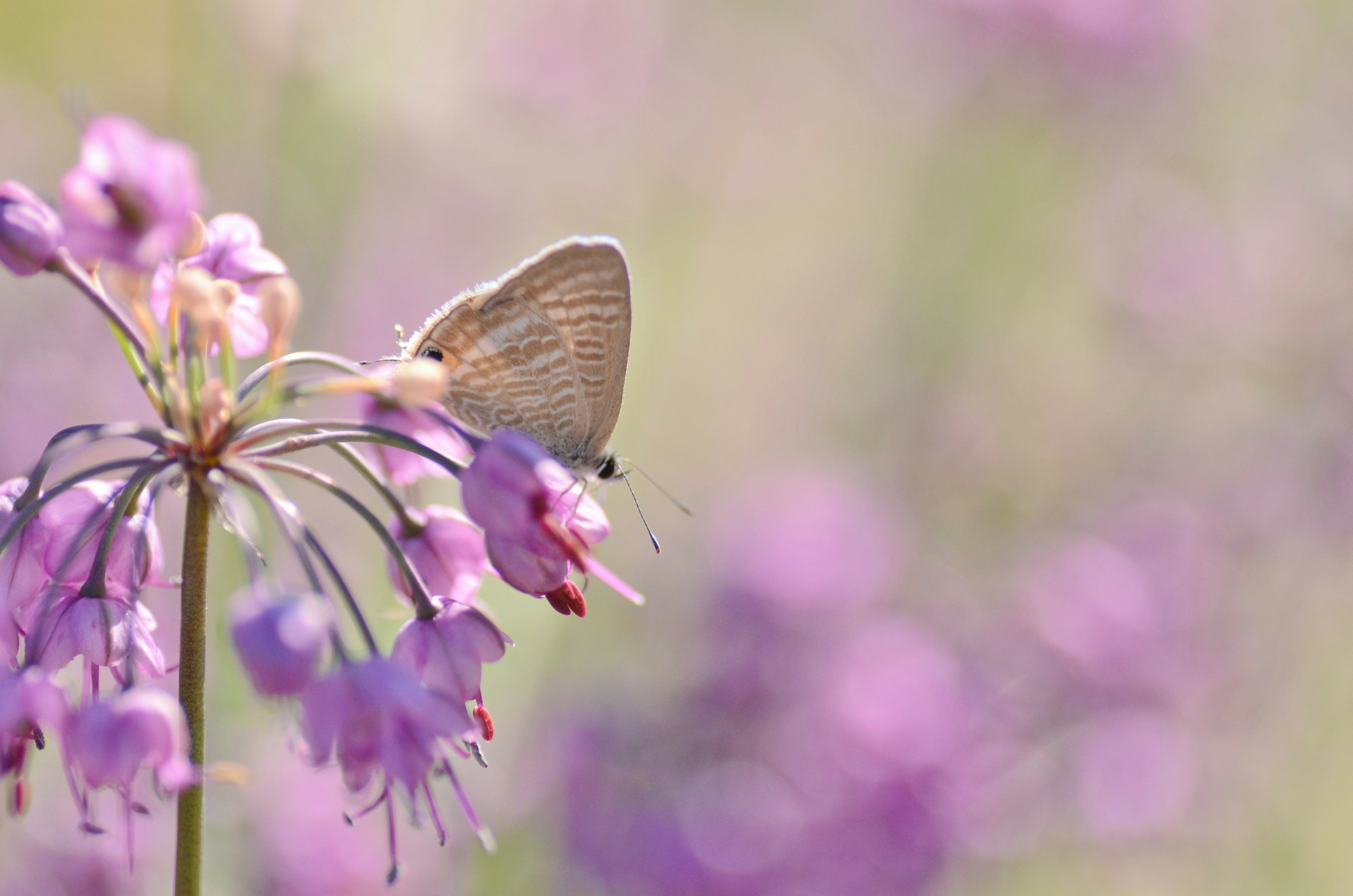 Close-up of a butterfly perched on purple flowers