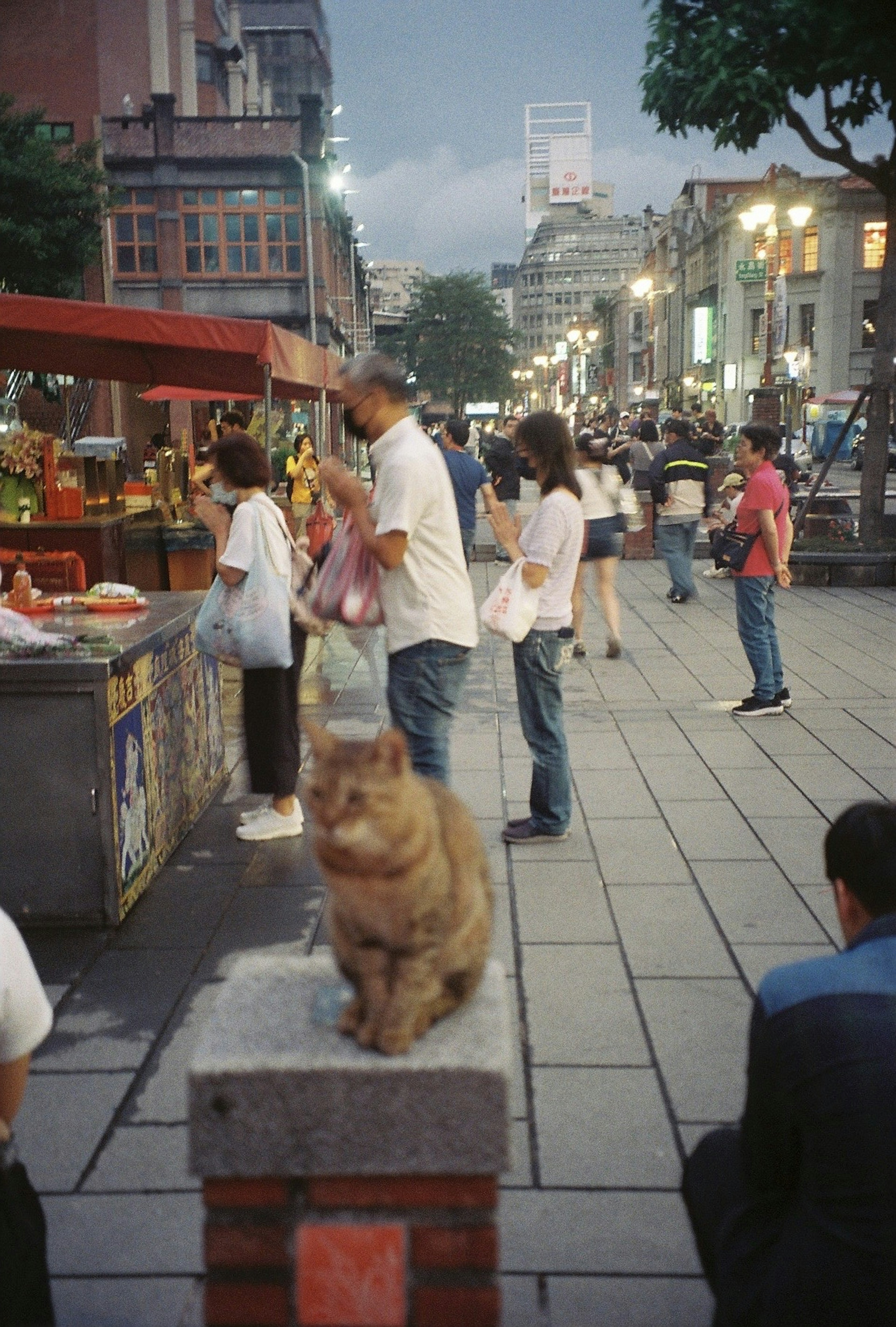 夕暮れ時の繁華街にいる人々と猫の写真