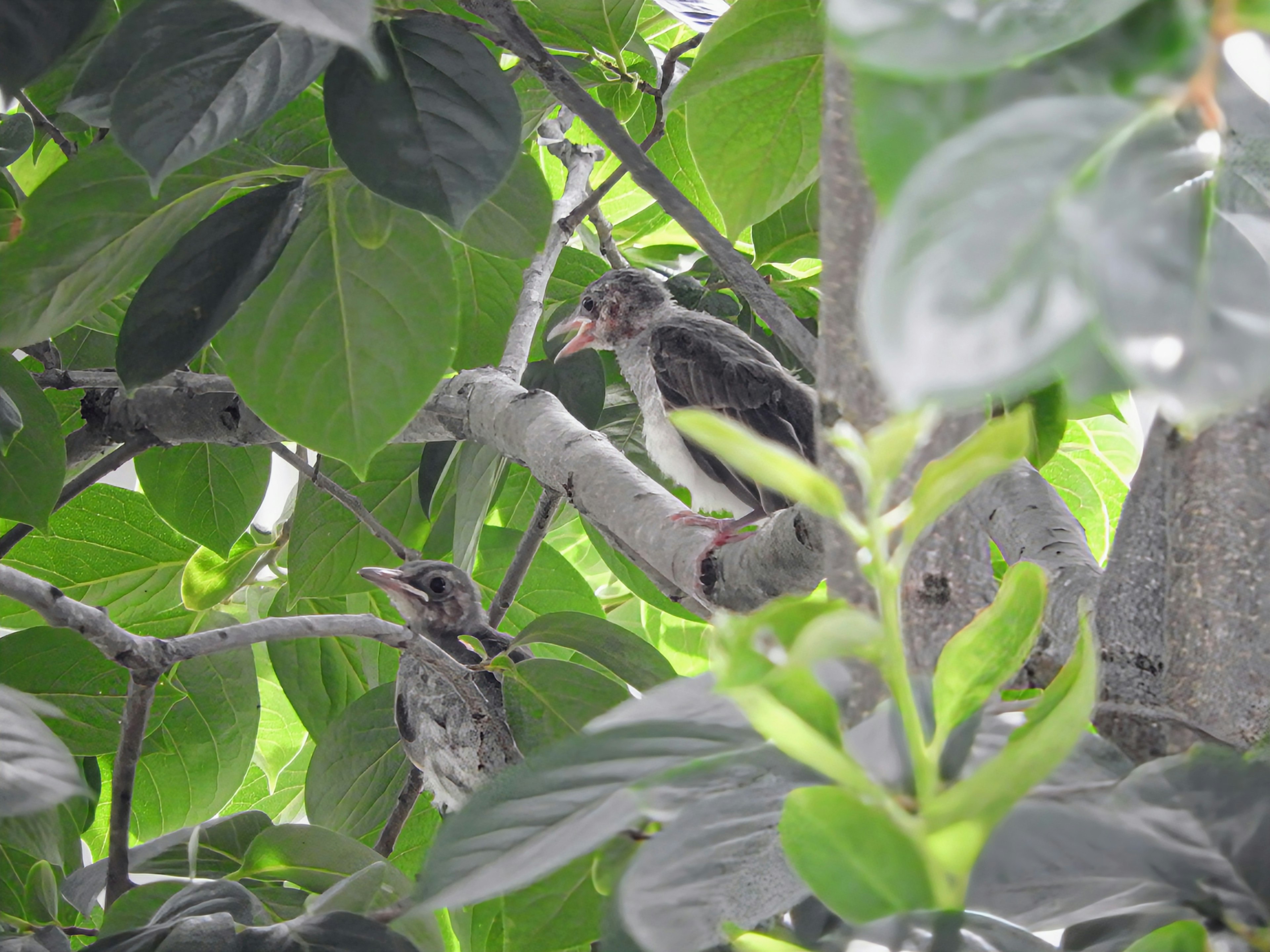 Two small birds hidden among green leaves