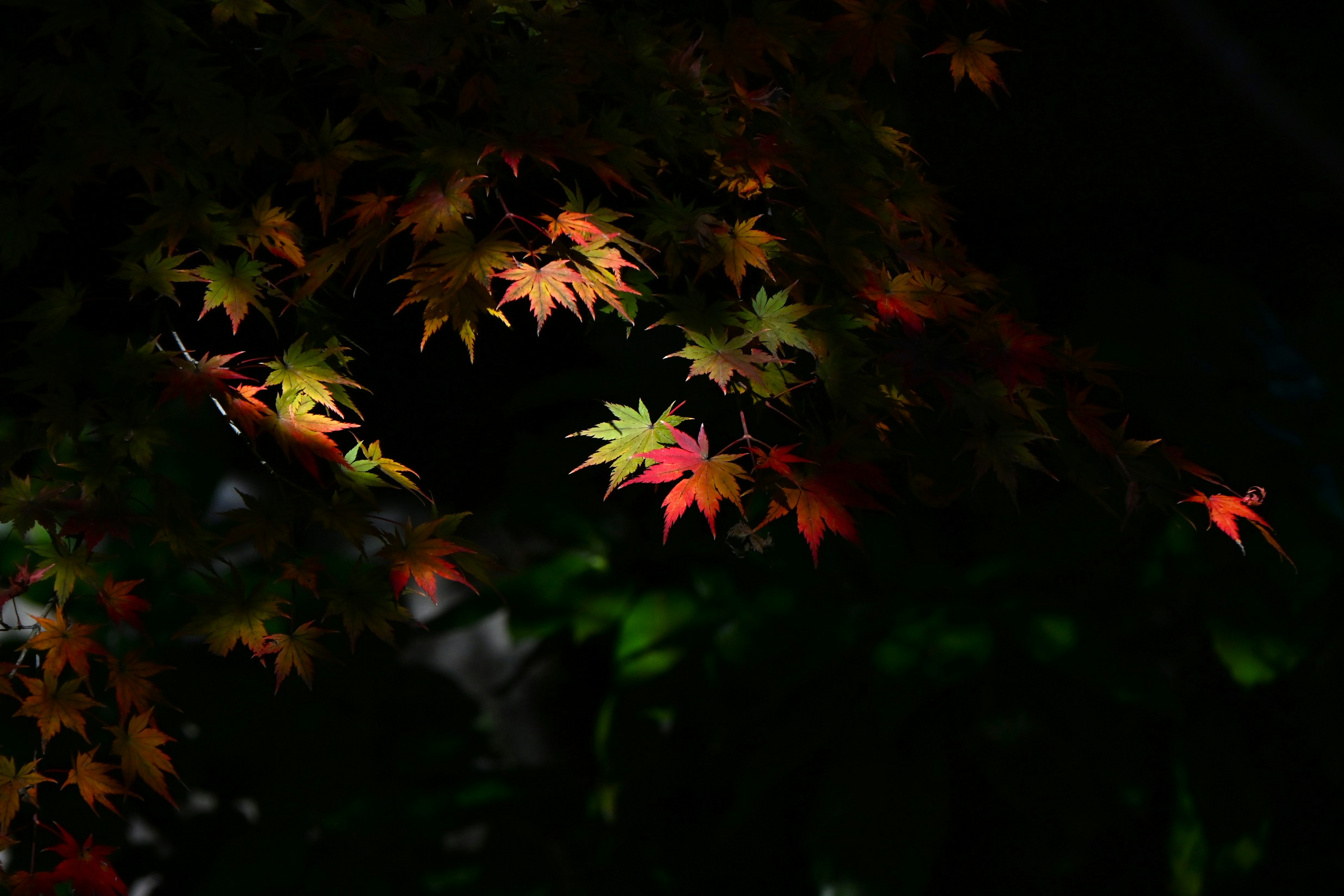 Colorful autumn leaves illuminated against a dark background