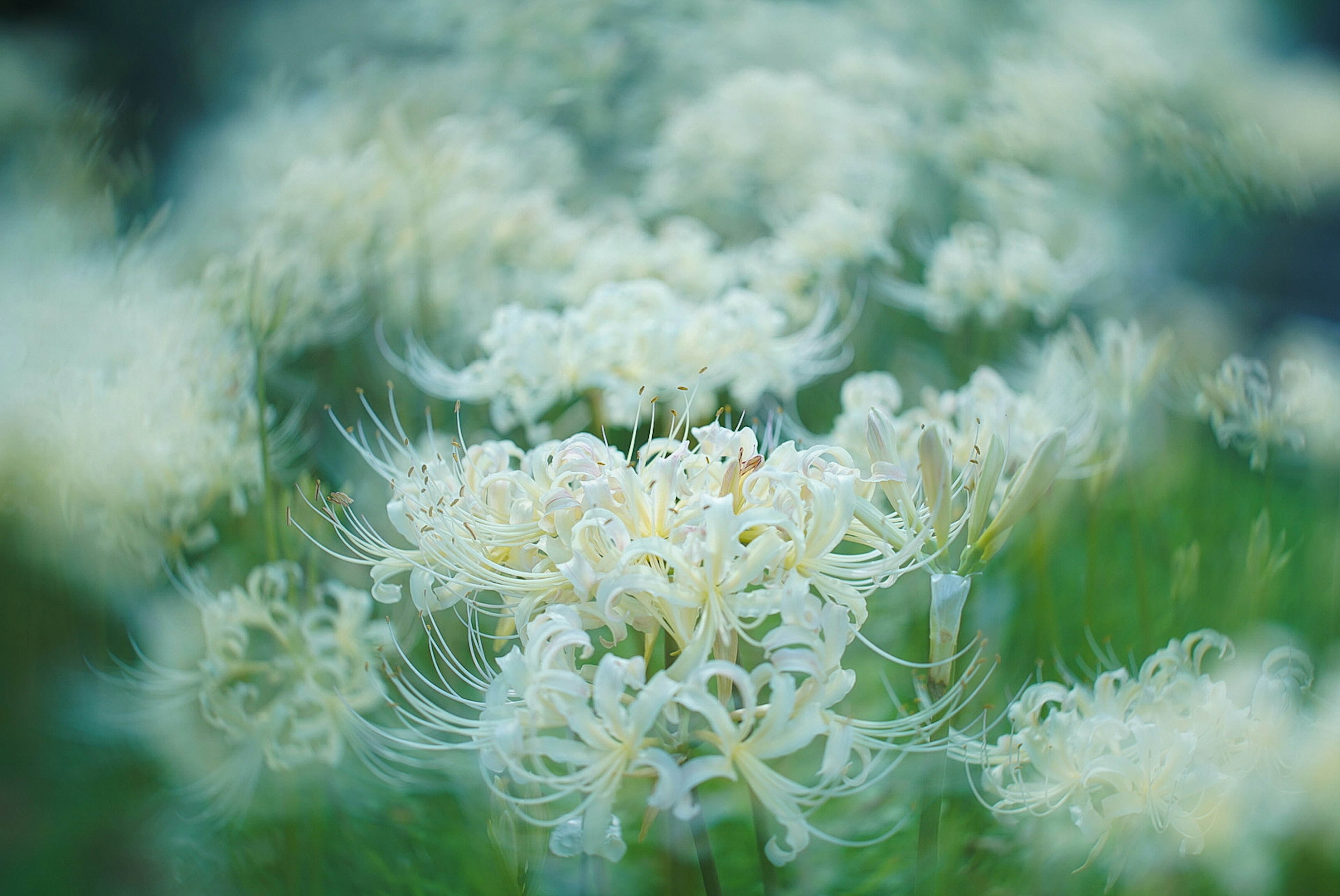 Imagen borrosa de flores blancas en flor en un entorno natural