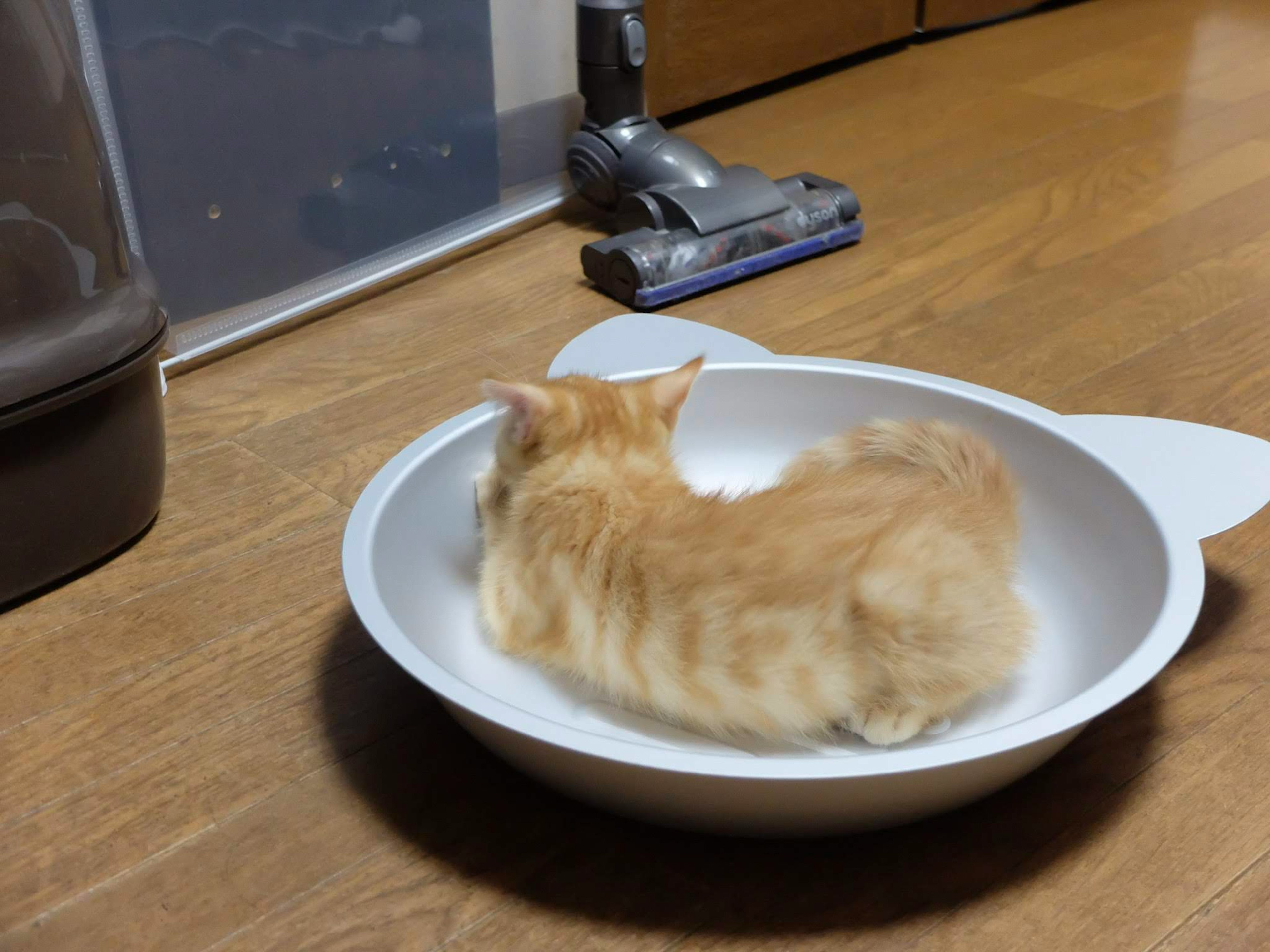 Orange kitten sitting in a white bowl in a room