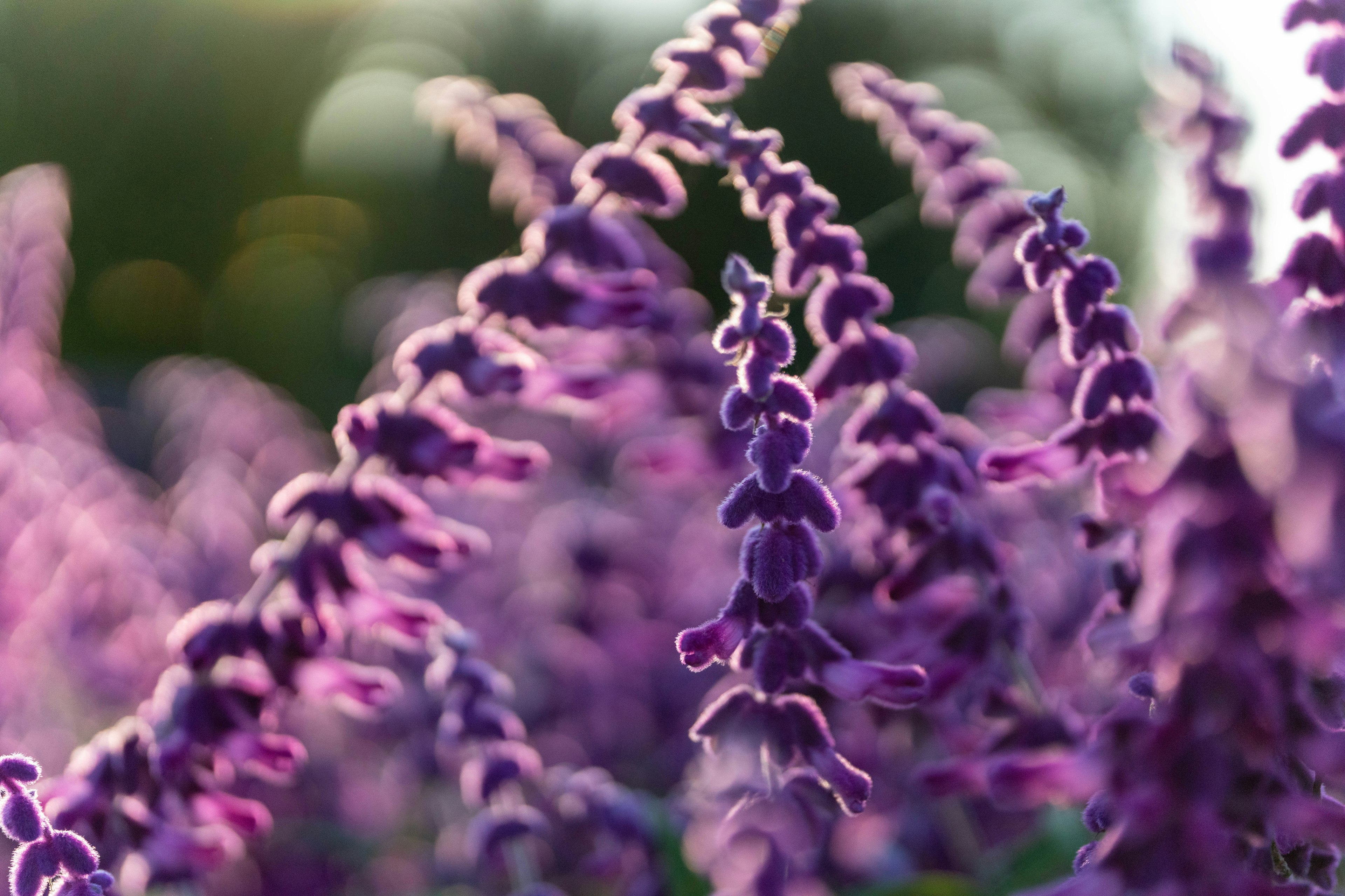 紫色の花が咲く植物のクローズアップ画像