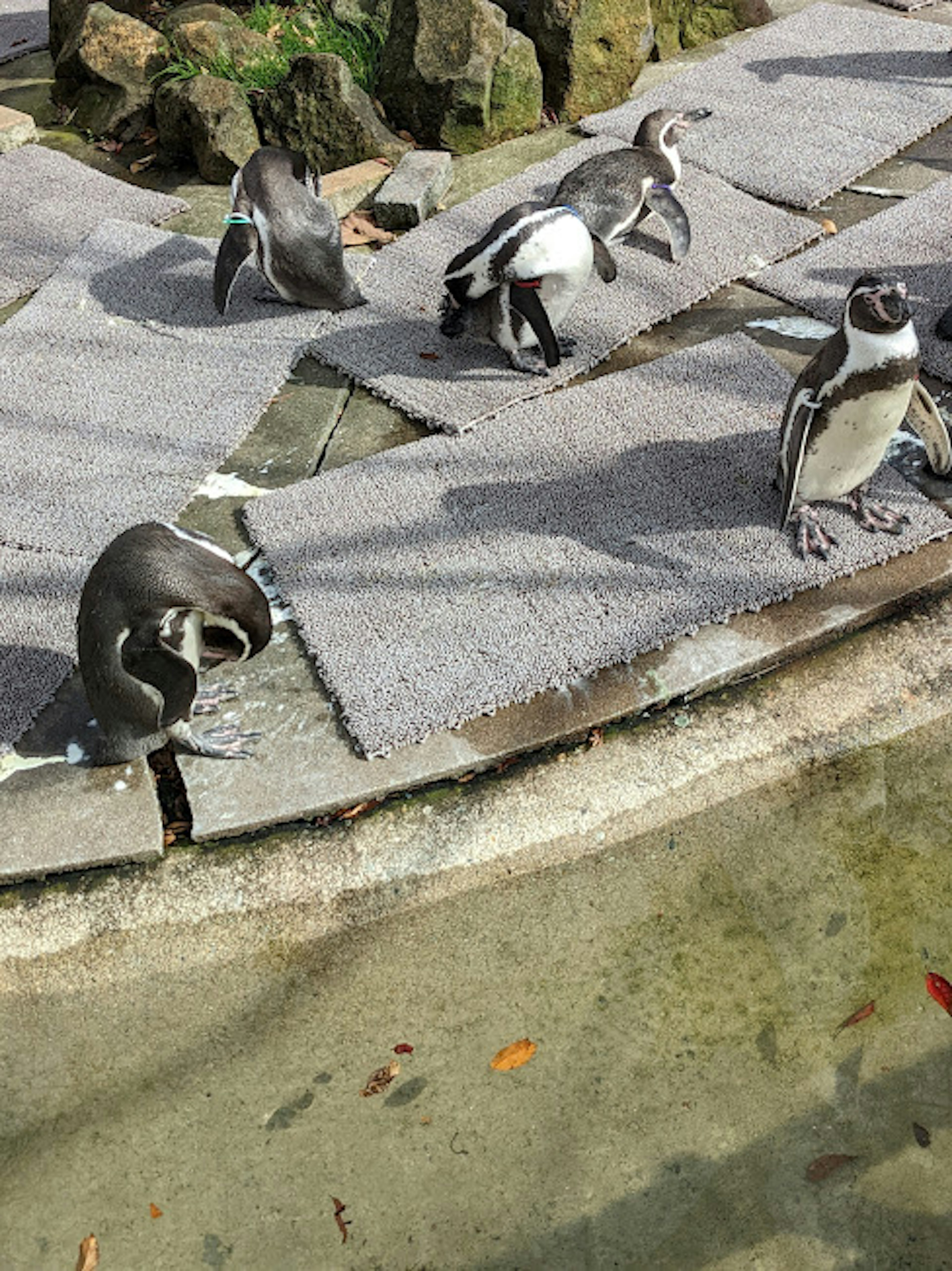 Group of penguins near water walking on stone path with reflections on surface