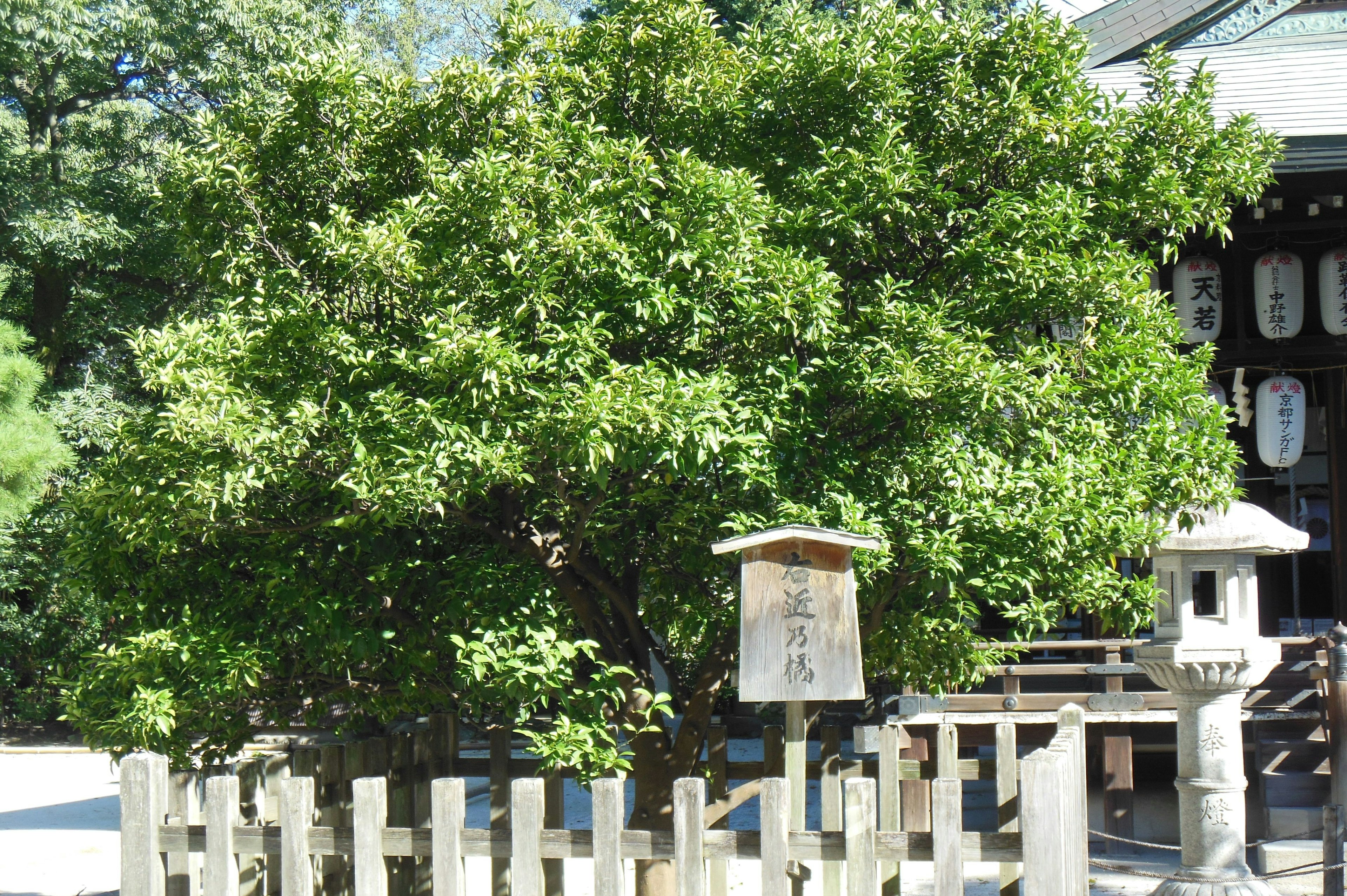 Üppiger grüner Baum in der Nähe eines Schreins mit einem Holzschild