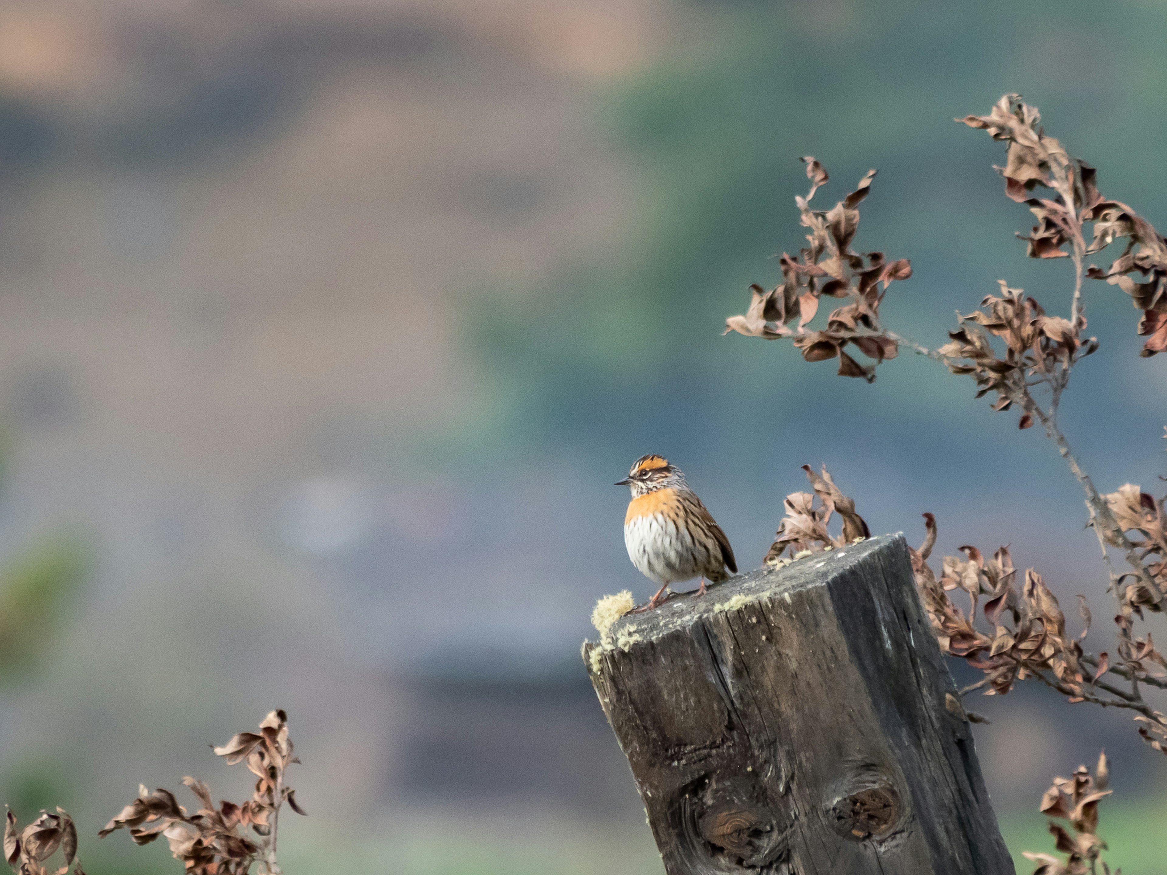 Ein klares Bild eines kleinen Vogels, der auf einem Holzpfosten sitzt, mit einem verschwommenen Landschaftshintergrund