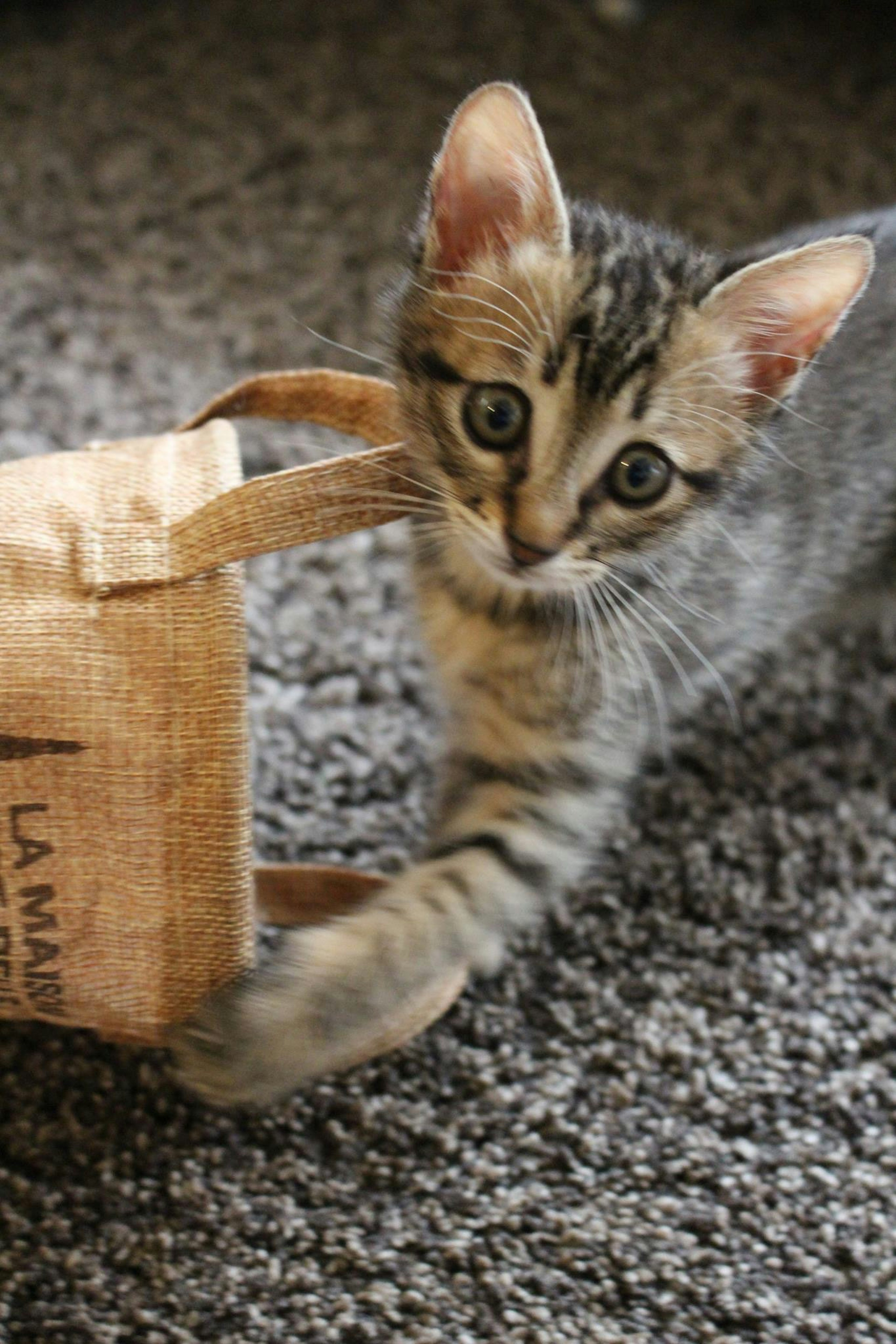 Un petit chaton jouant avec un sac en toile de jute