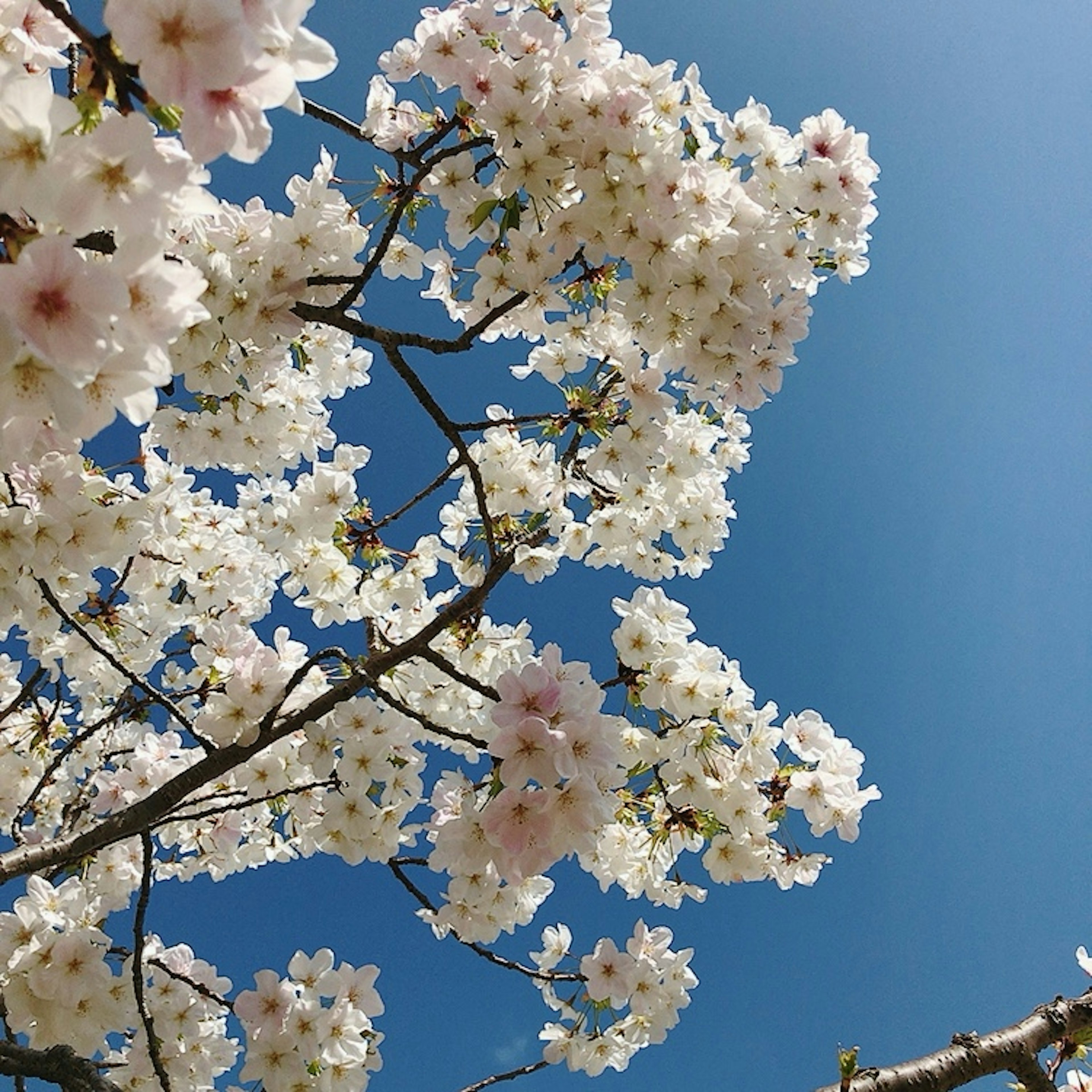 Nahaufnahme von Kirschblüten vor einem klaren blauen Himmel