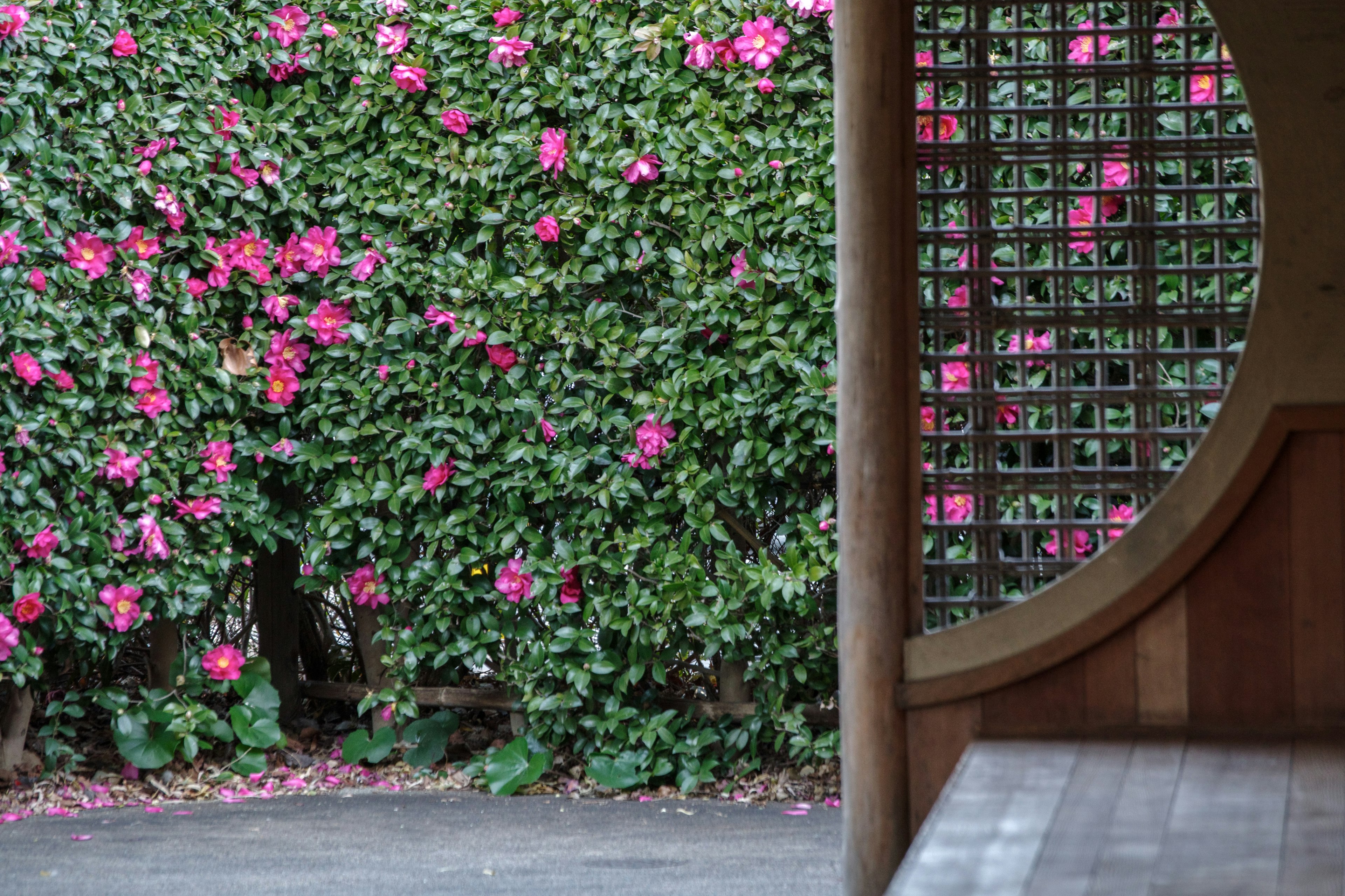 Jardin japonais avec une haie luxuriante de fleurs roses et une fenêtre ronde en bois