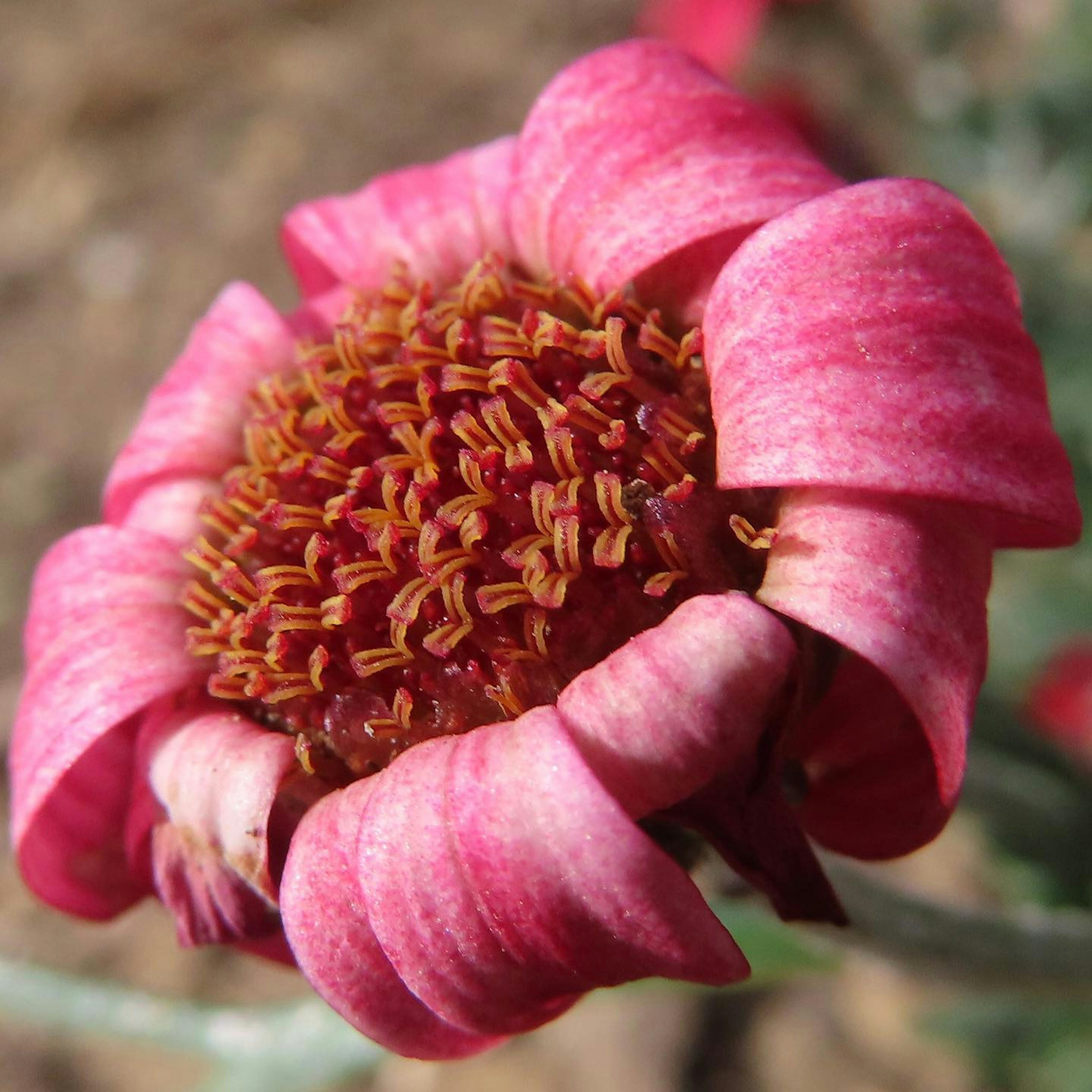 Close-up of a unique flower with pink petals