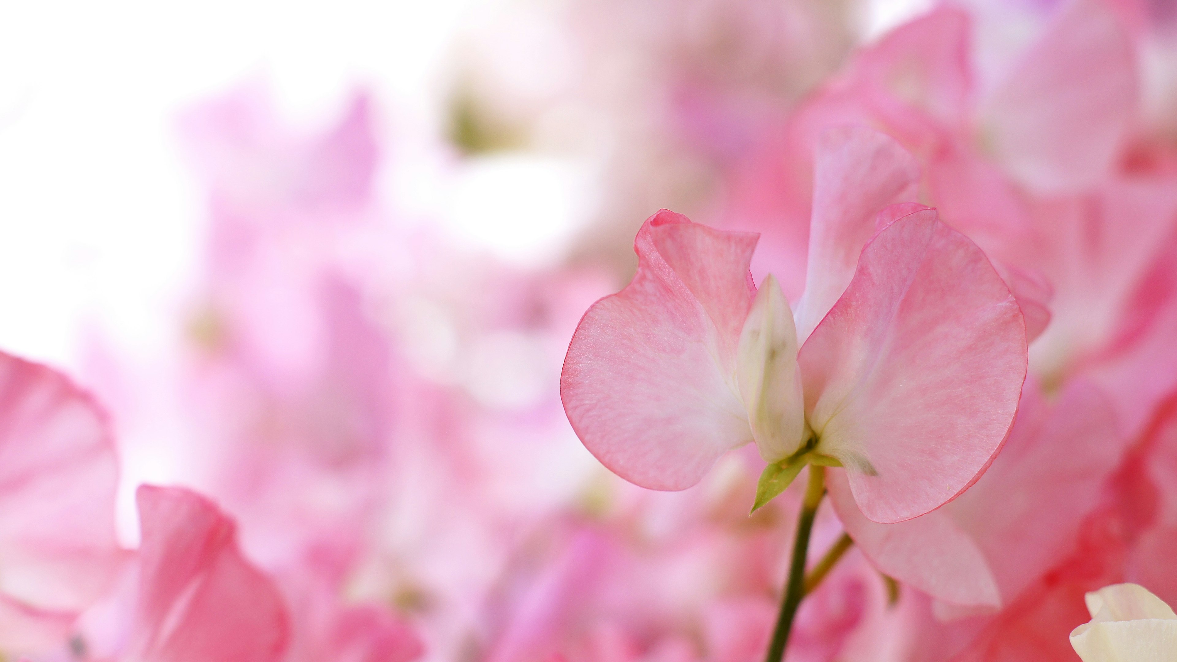 Primo piano di petali rosa delicati di un bel fiore