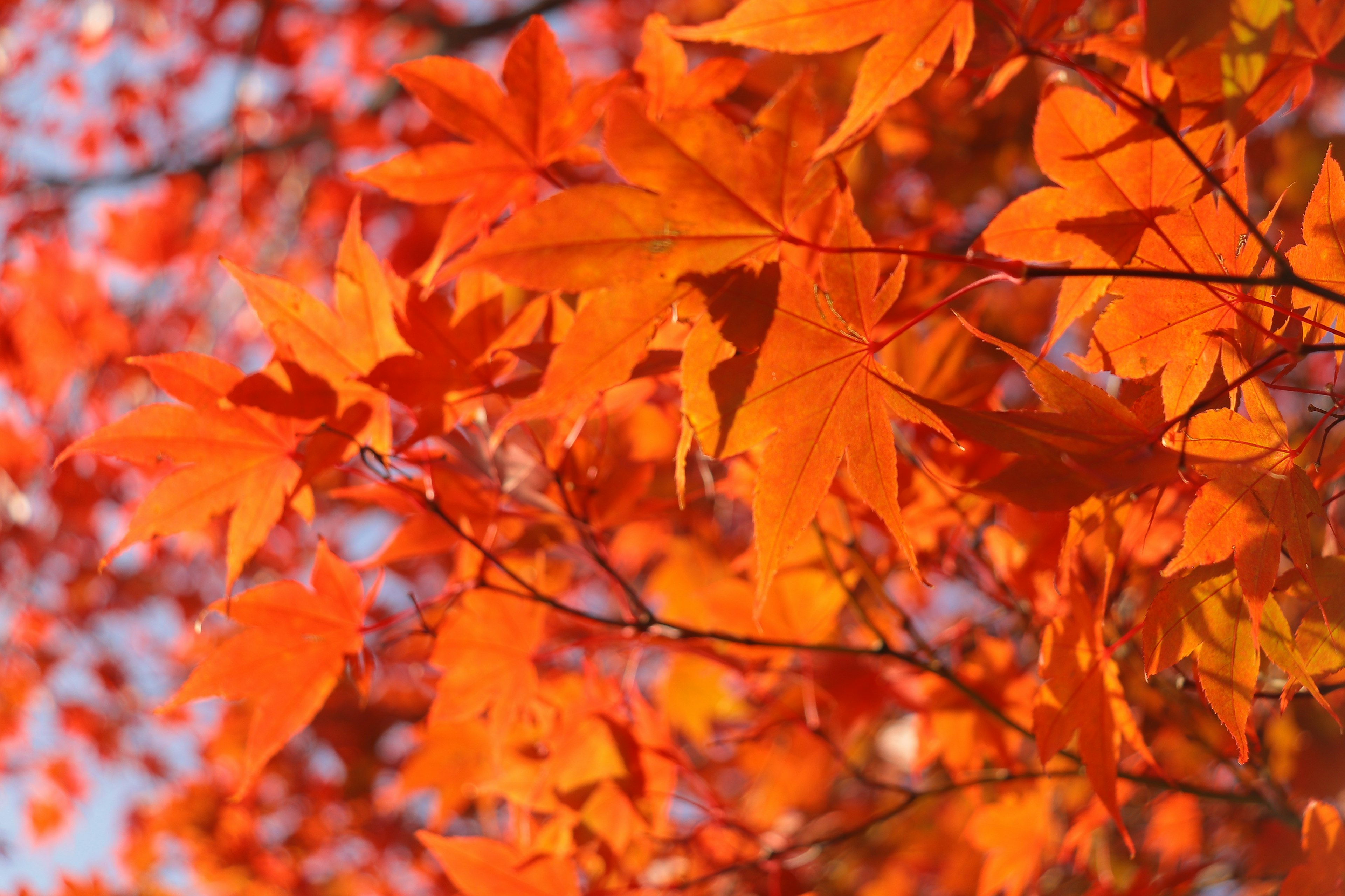 Vibrant orange autumn leaves clustered on branches