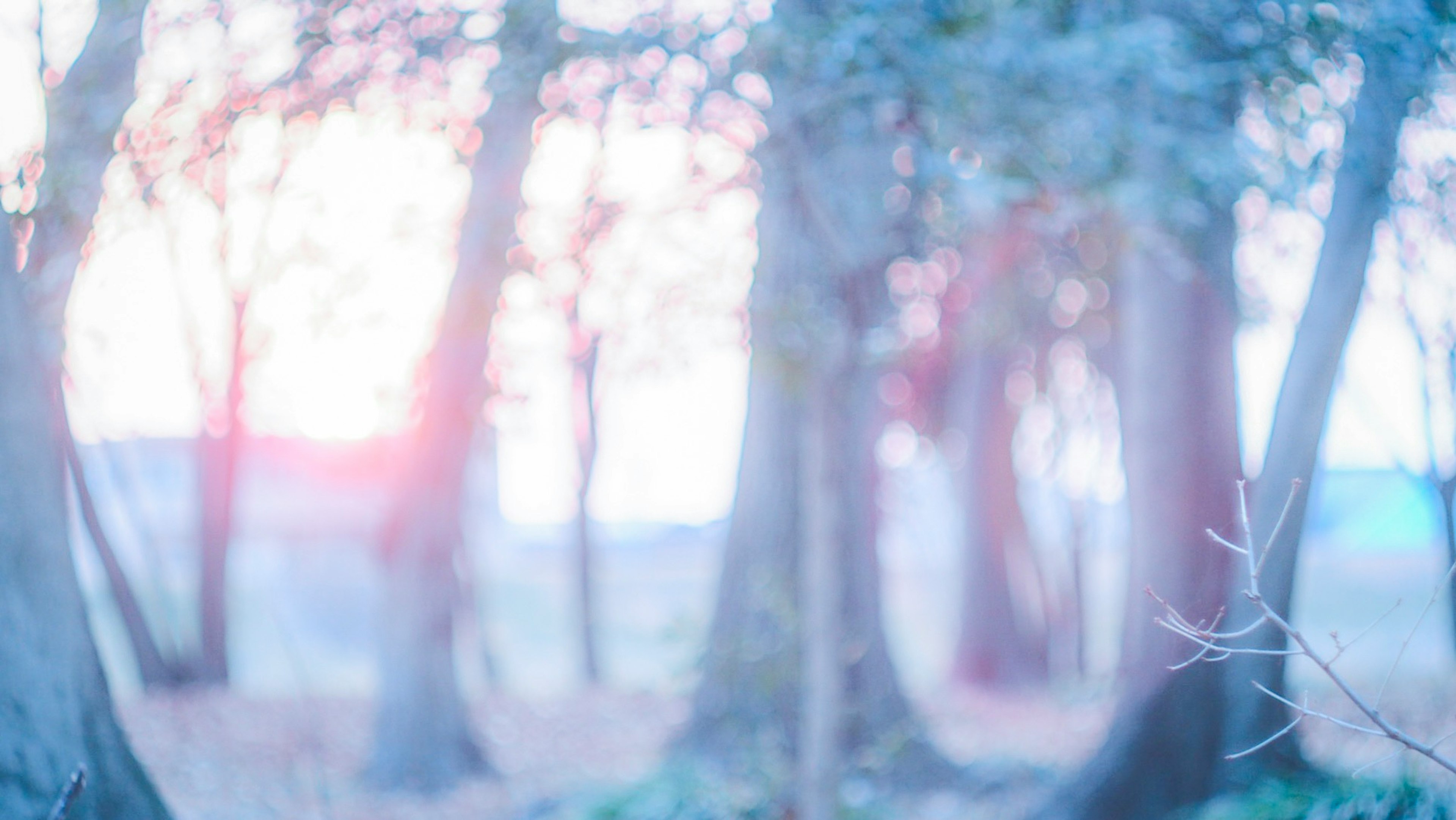 Luz suave filtrándose a través de un paisaje forestal con árboles de color pálido y un fondo borroso